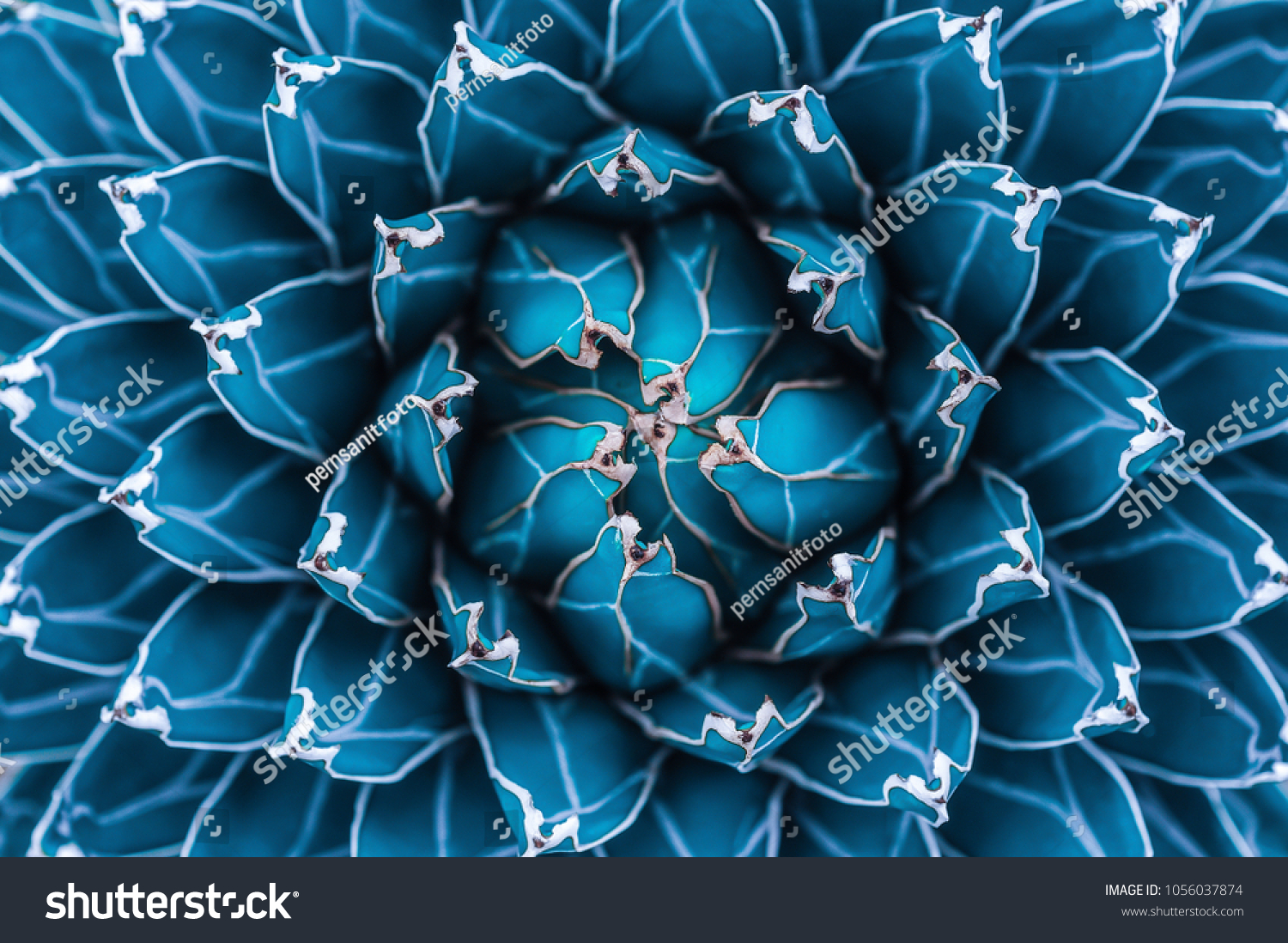 agave cactus  abstract natural pattern background  dark blue toned