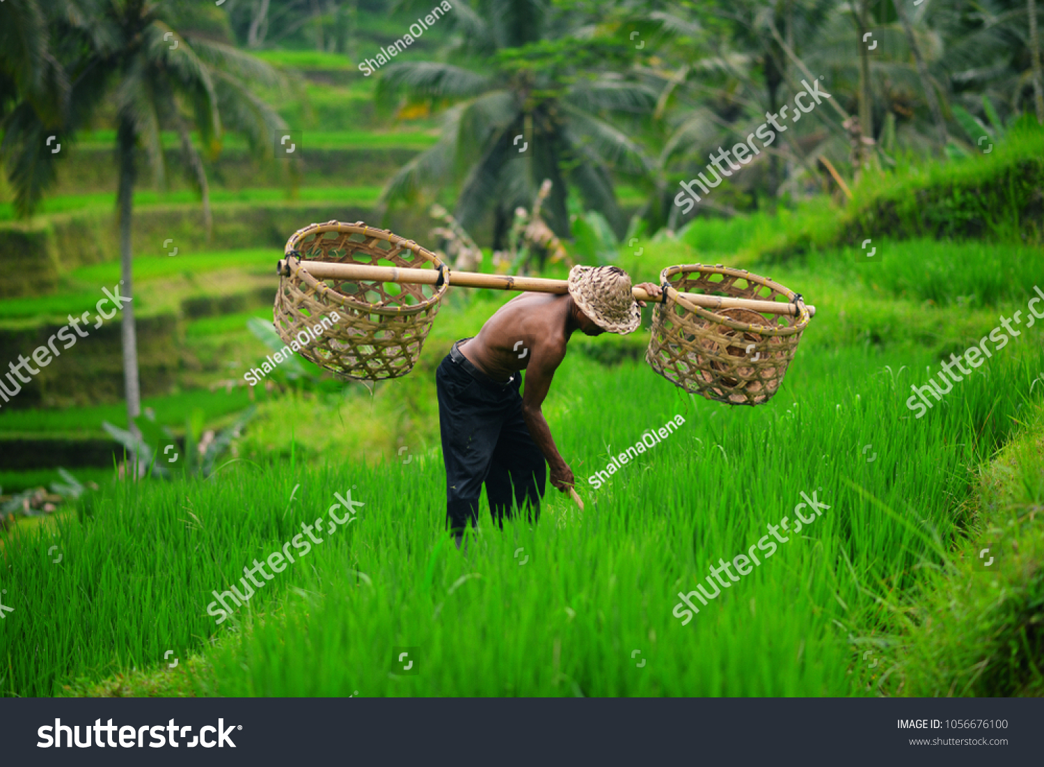 Balinese farmer with a basket working on green rice terraces UBUD  Indonesia  Bali