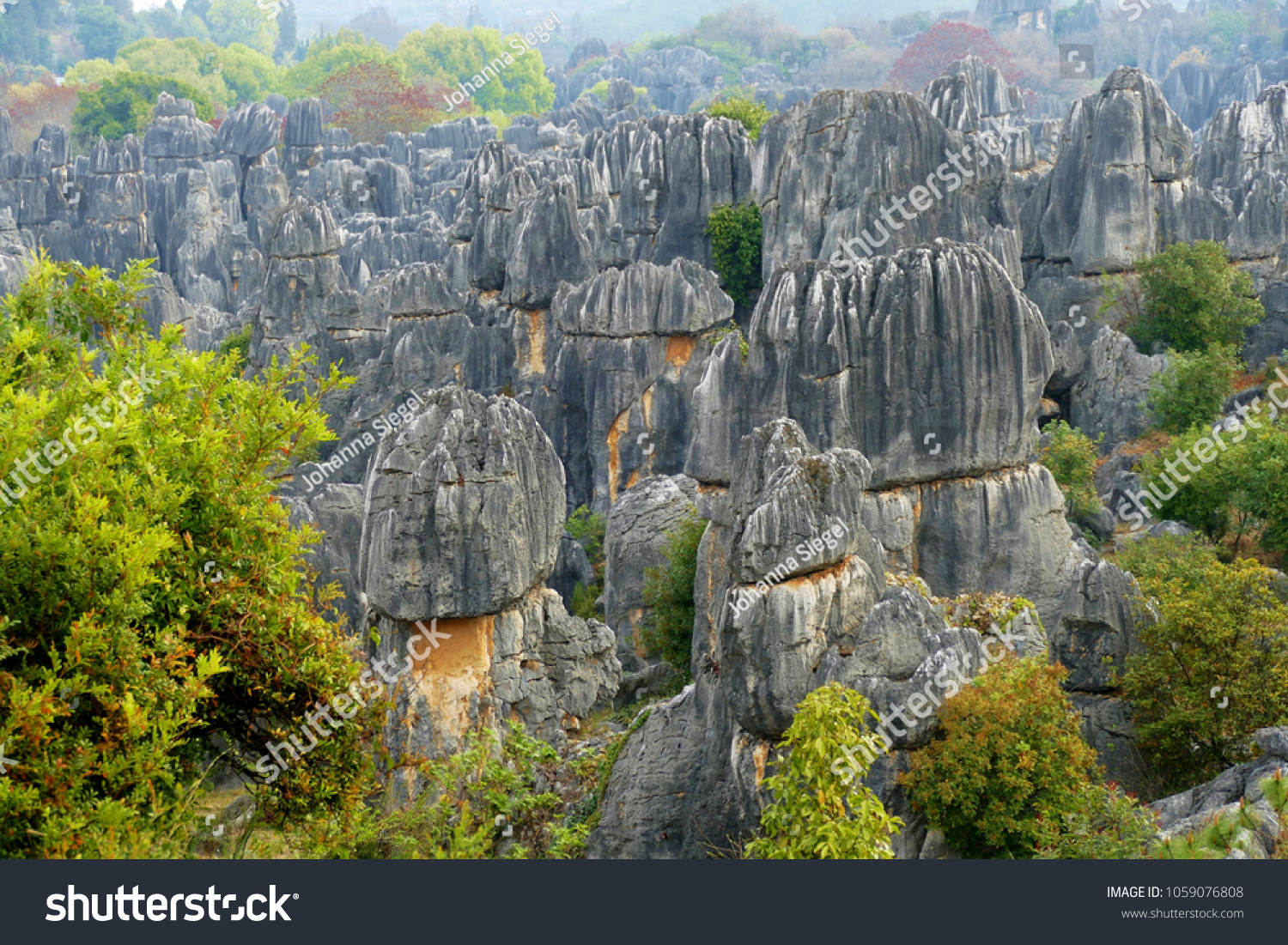 The stone forest Shilin with trees in springtime  Yunnan  China  March 2018