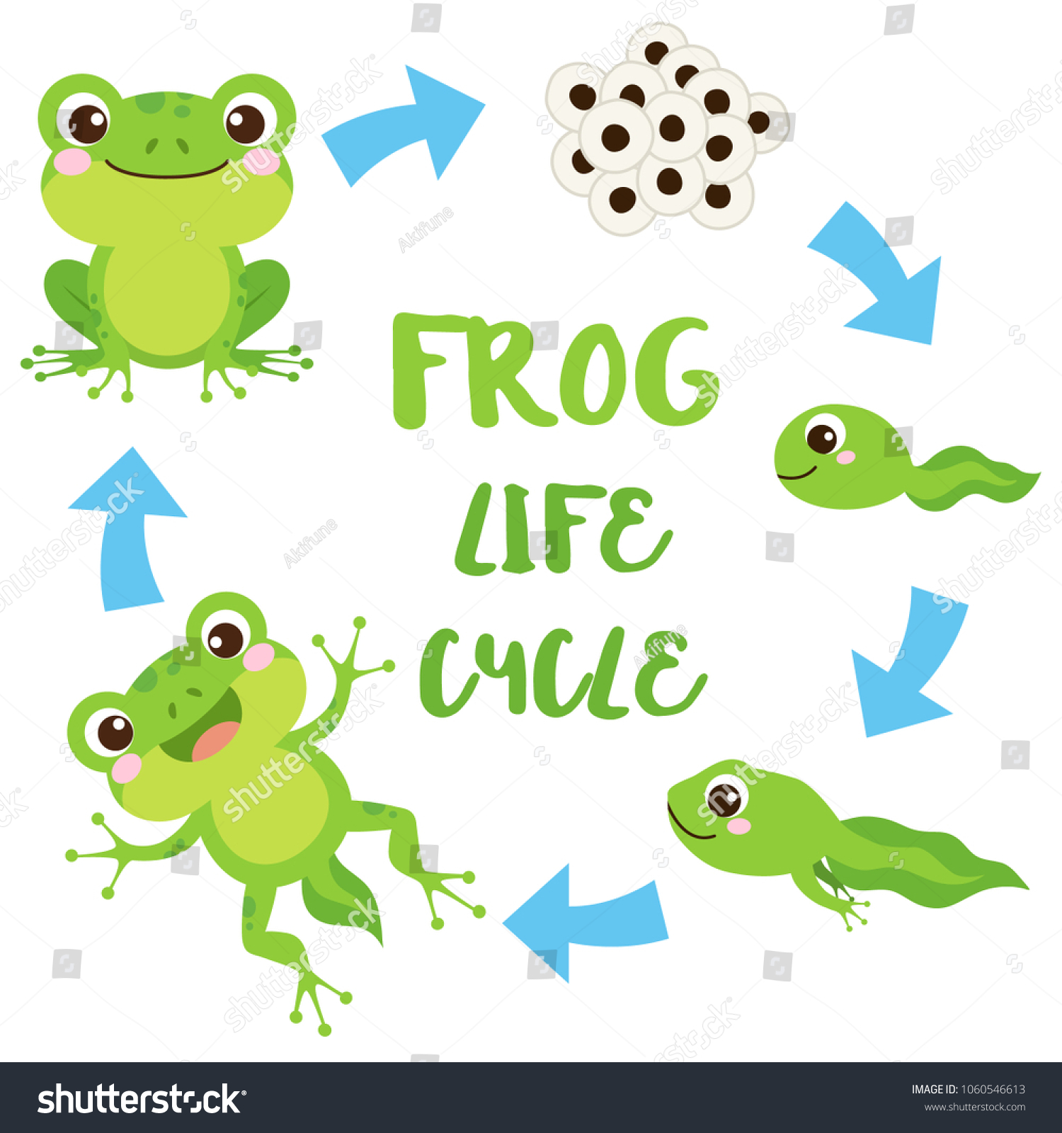Life cycle of a frog. Cute cartoon wild animal. Egg masses tadpole