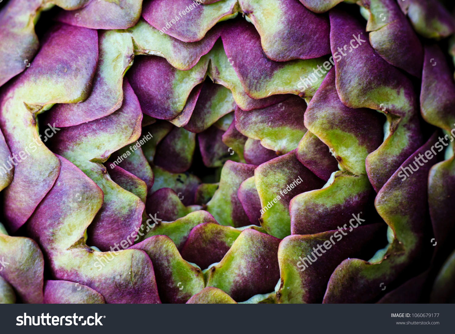 Artichoke photo macro 