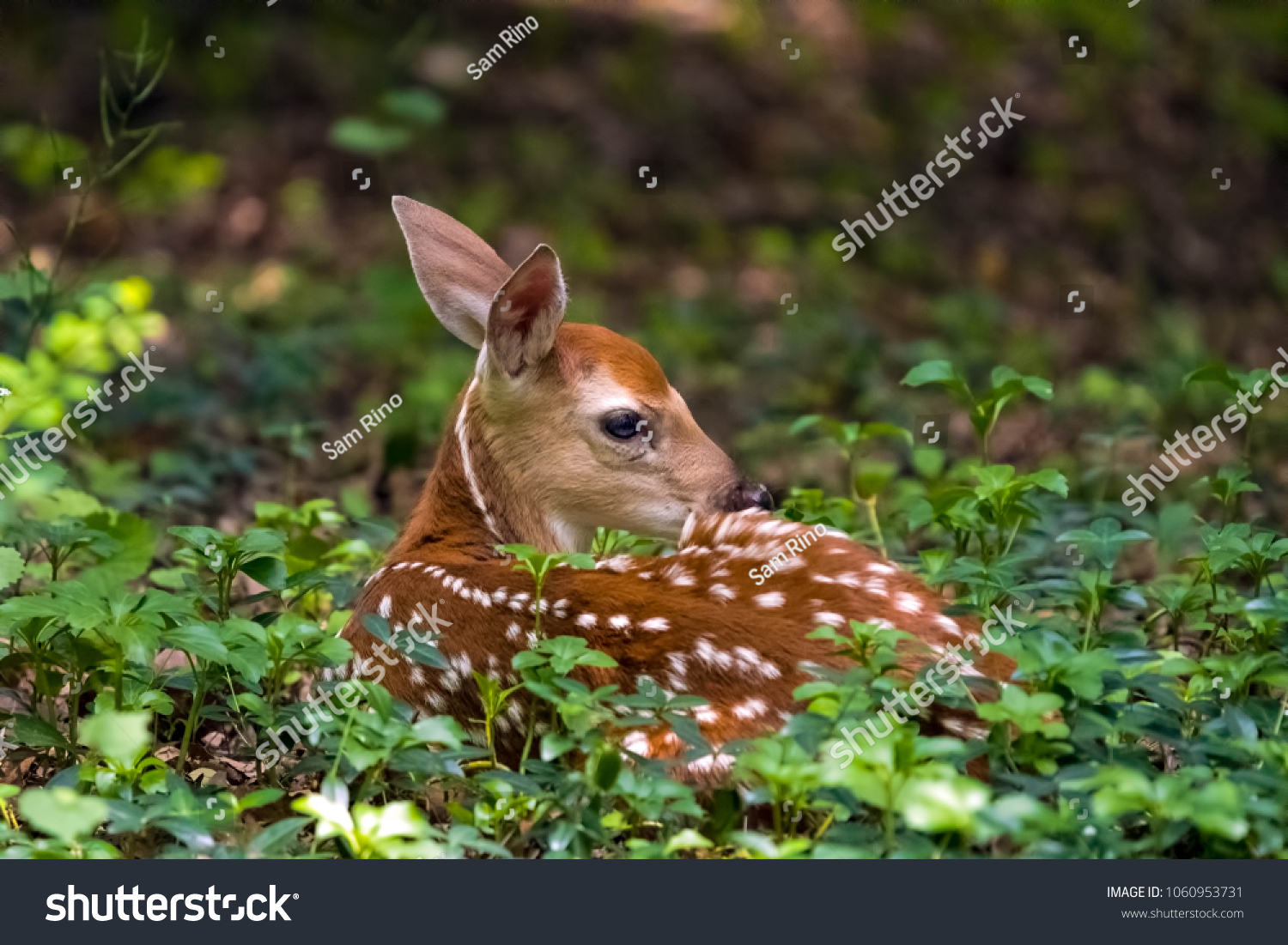 Beautiful fawn that looks like Bambi resting in the forest. 