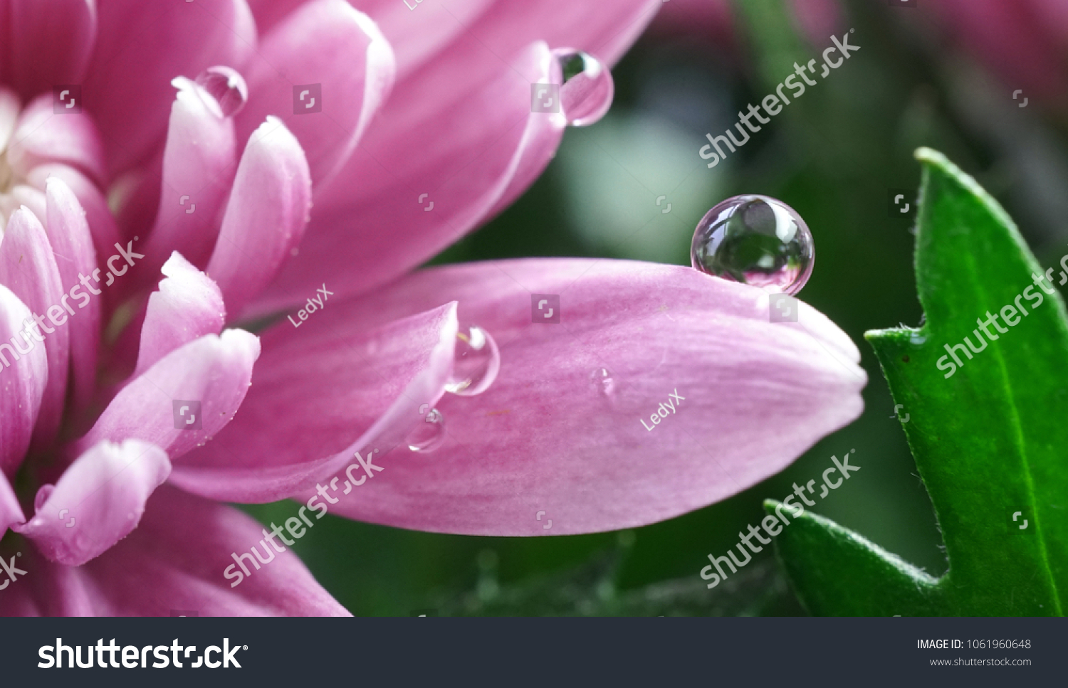 Transparent beautiful water droplets on petals of a pink chrysanthemum flower in spring summer nature in open air close-up macro.
