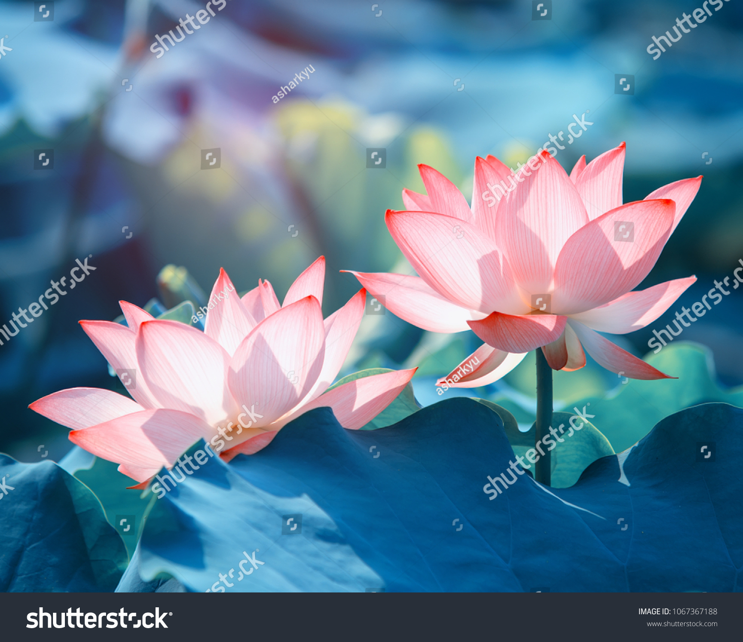 Lotus flower in pond