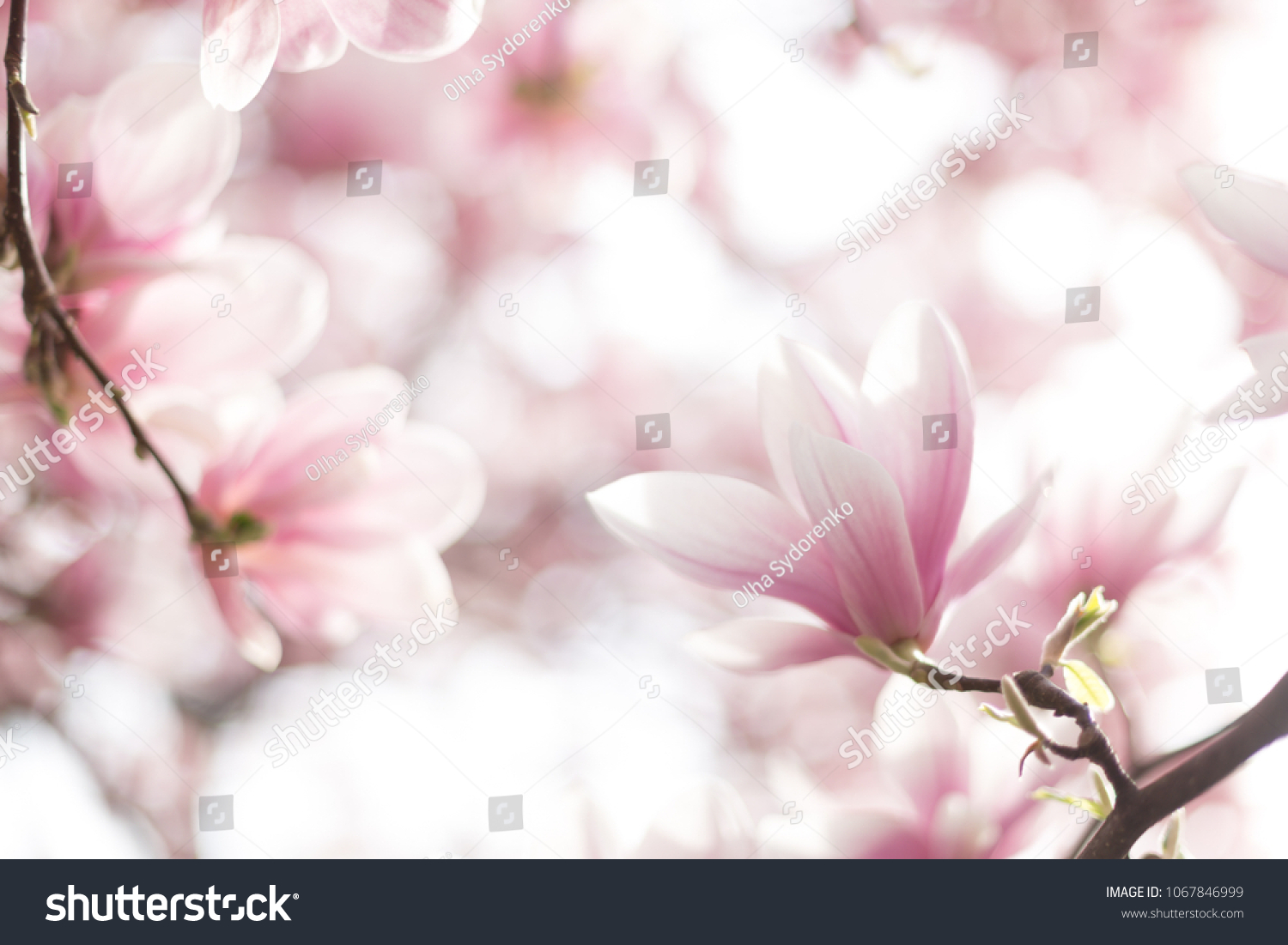 Close-up of delicate magnolia tree flowers