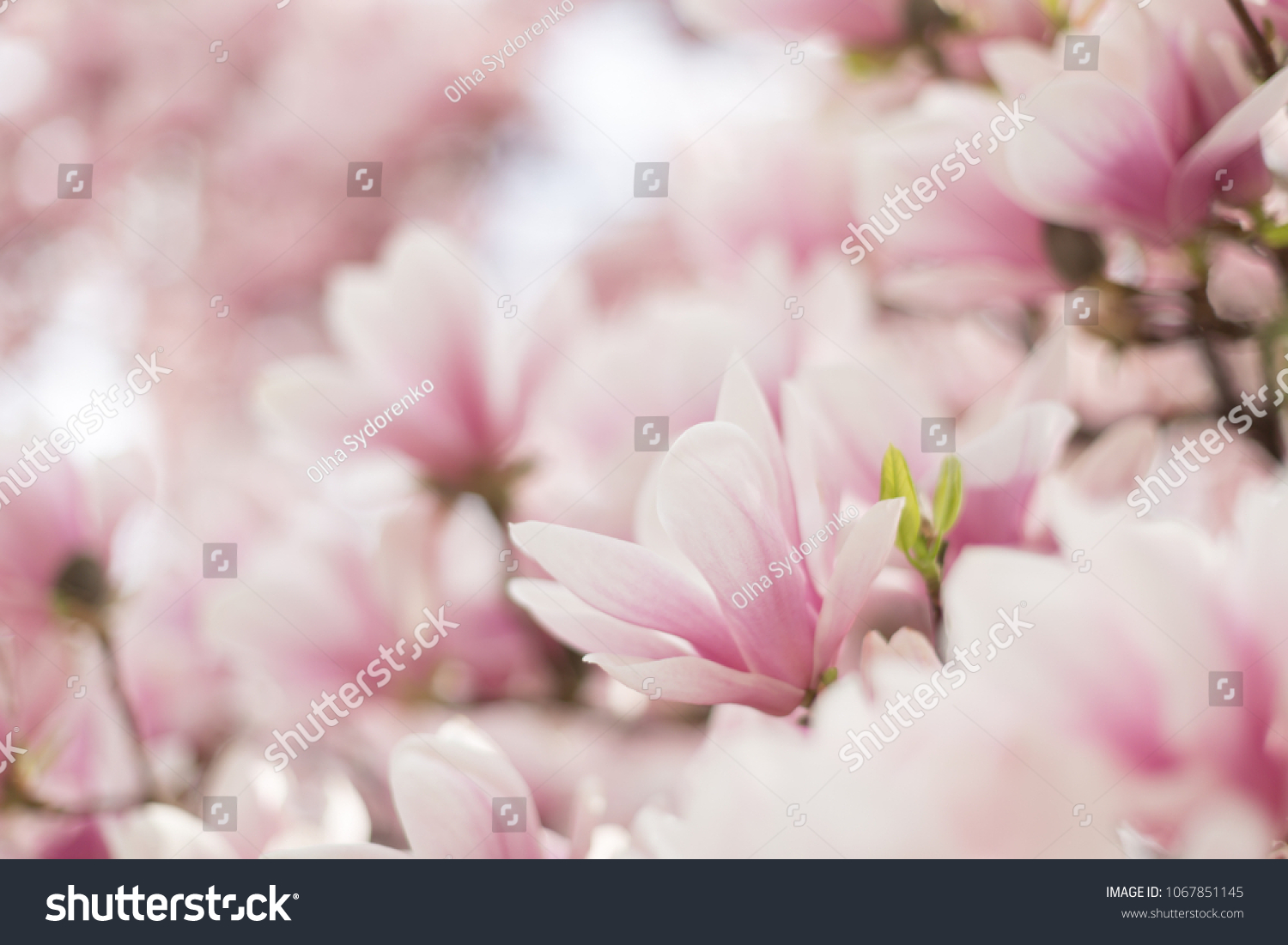 Beautiful spring scene with blooming magnolia 