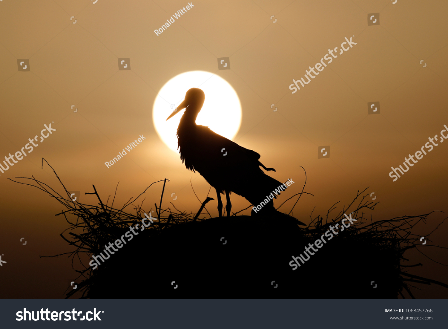 White stork (Ciconia ciconia) on their horst in the sunset  wildlife  Germany