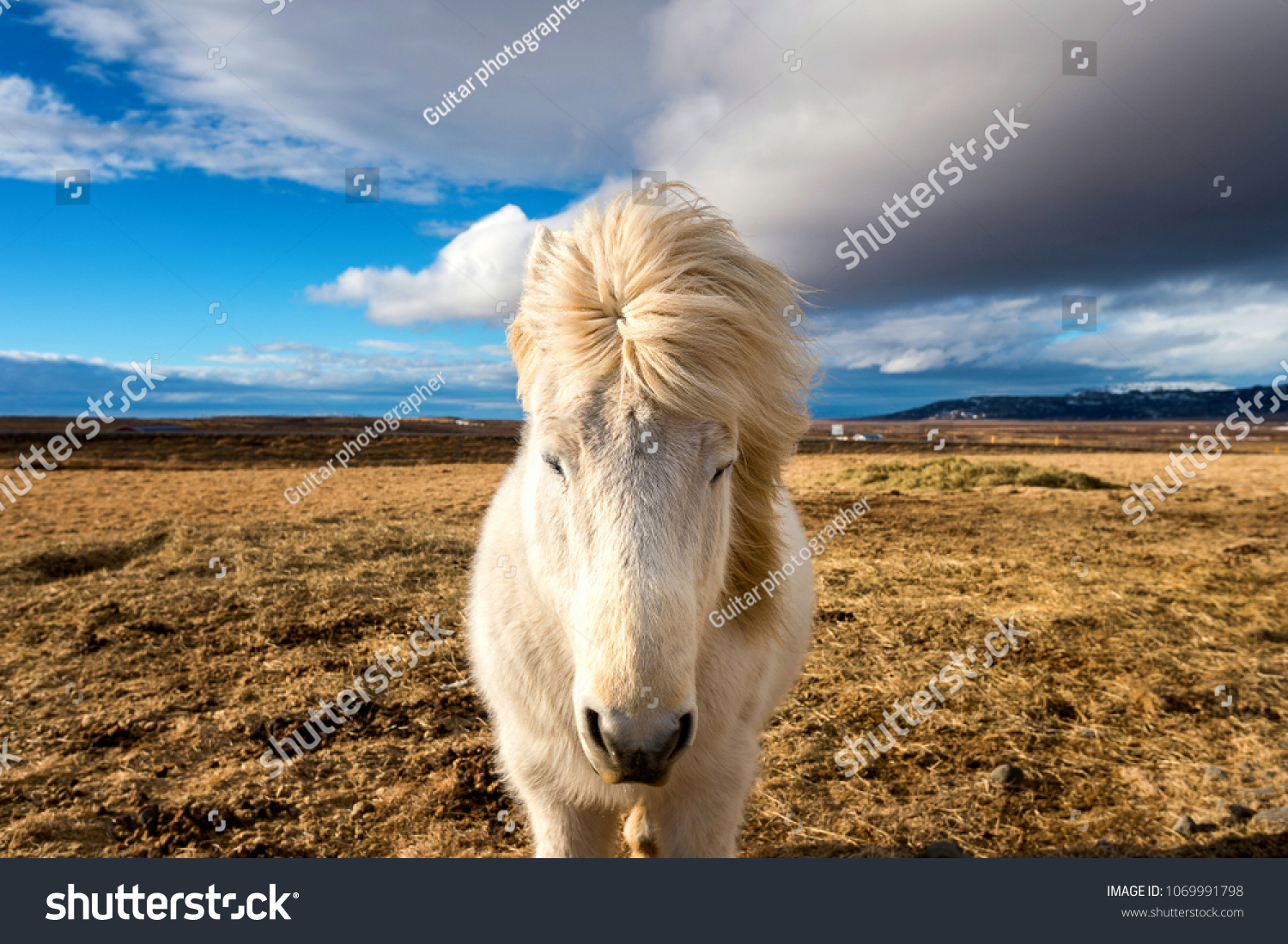 Icelandic Horse. white horse.