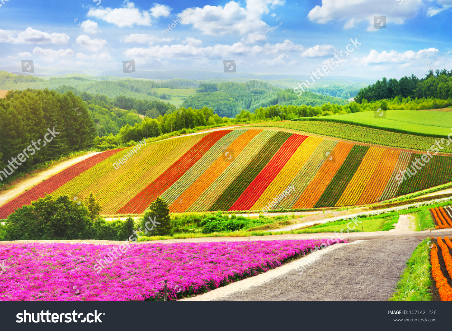 beautiful flowers garden colorful hill at Biei  Hokkaido in japan