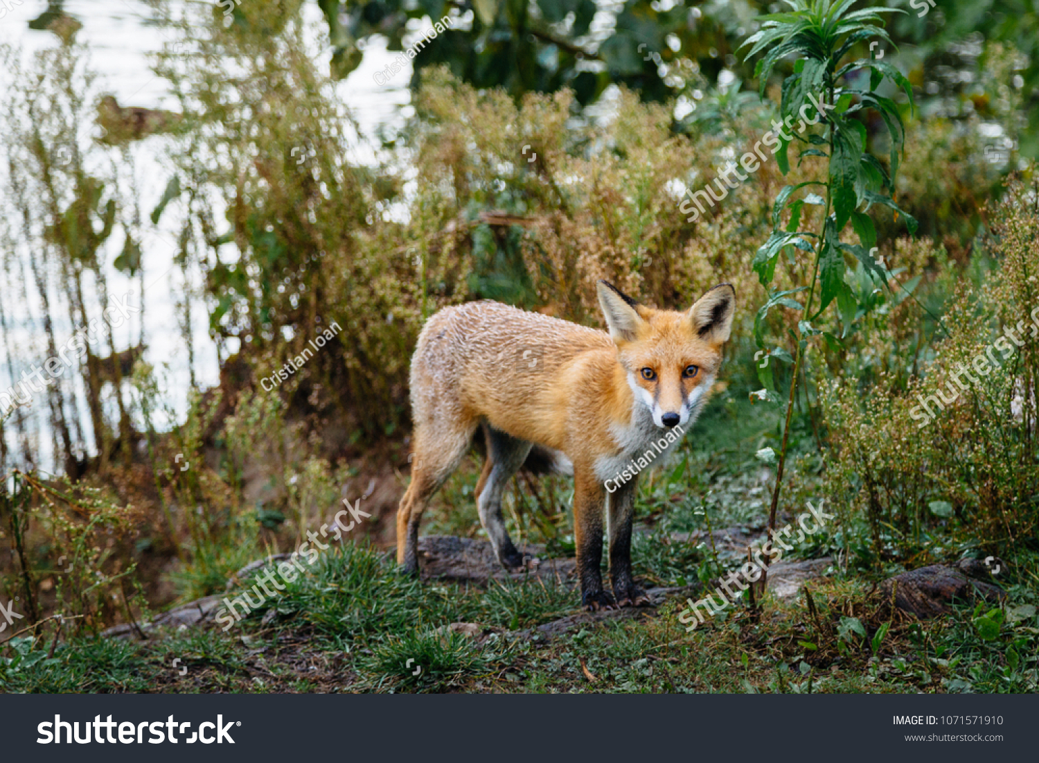 Red Fox. The species has a long history of association with humans.The red fox is one of the most important furbearing animals harvested for the fur trade. Largest of the true foxes