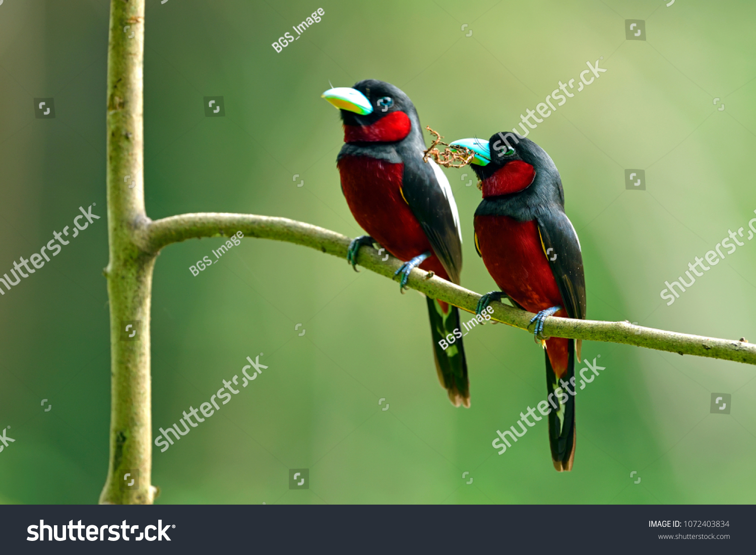 Black-and-red Broadbill in nature