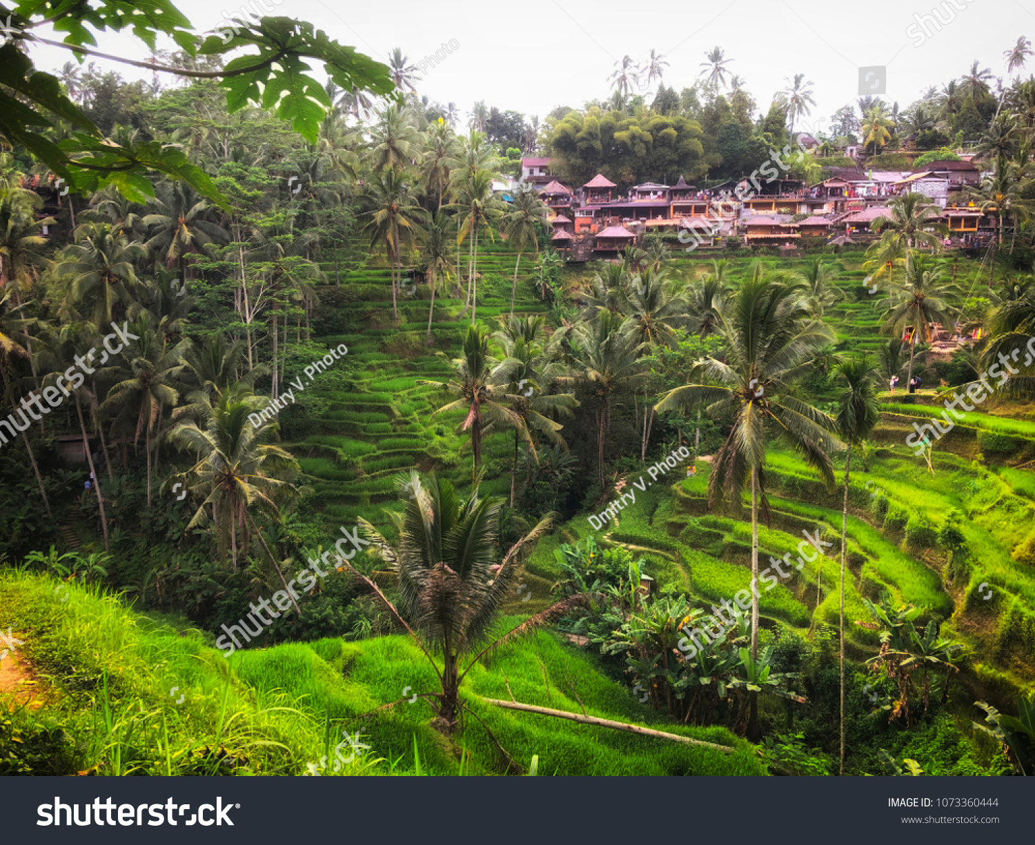 Tegallalang Rice Terrace - Ubud - Bali - Indonesia