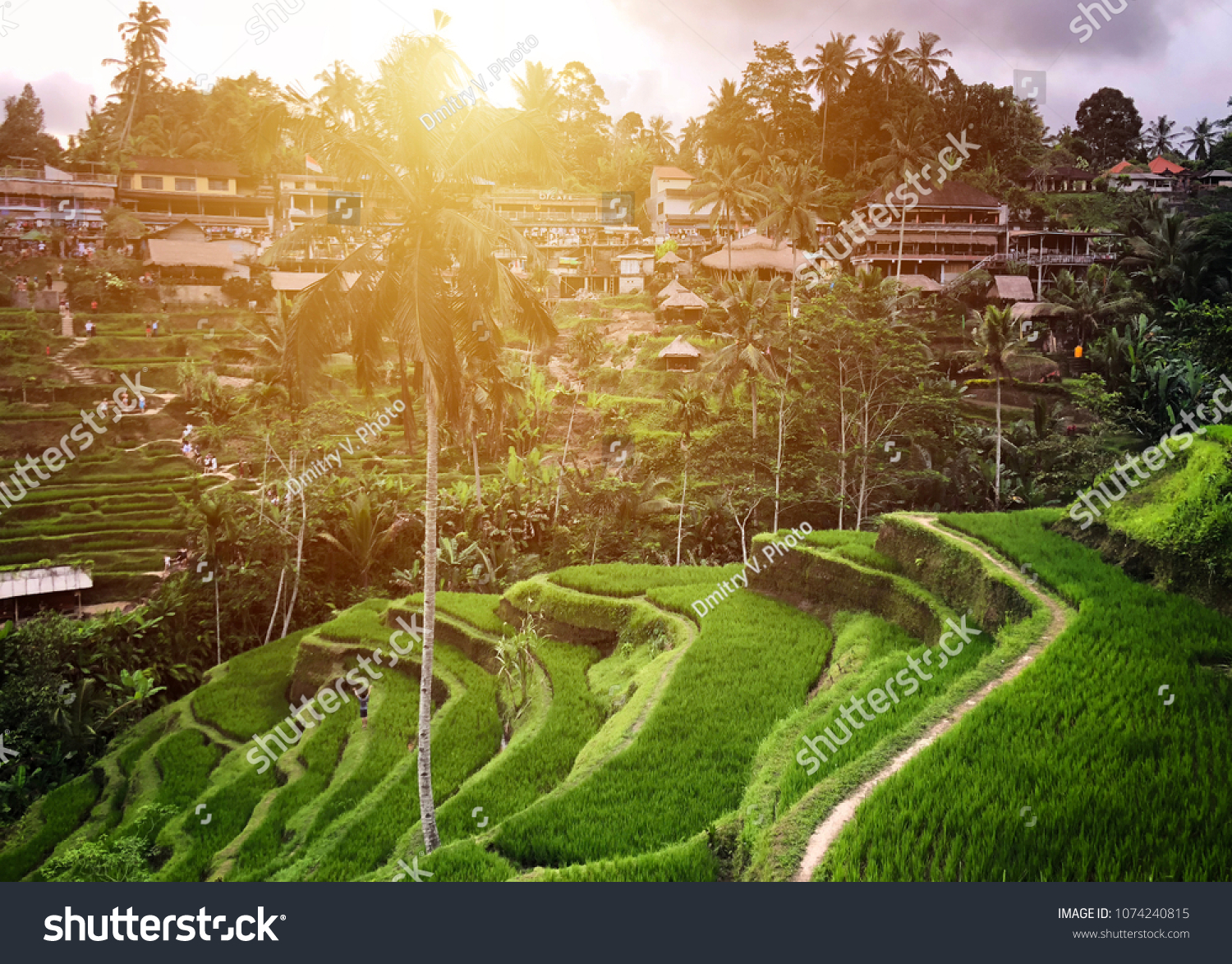Tegallalang Rice Terrace - Ubud - Bali - Indonesia