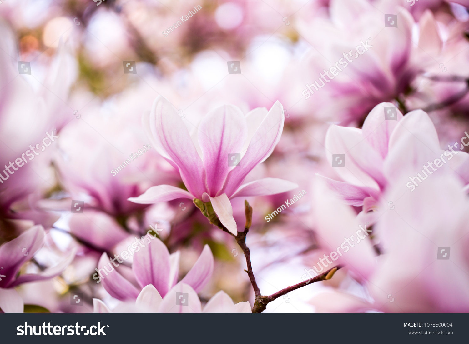 Lovely blossoming magnolia bloom on the huge magnolia tree (color toned image)
