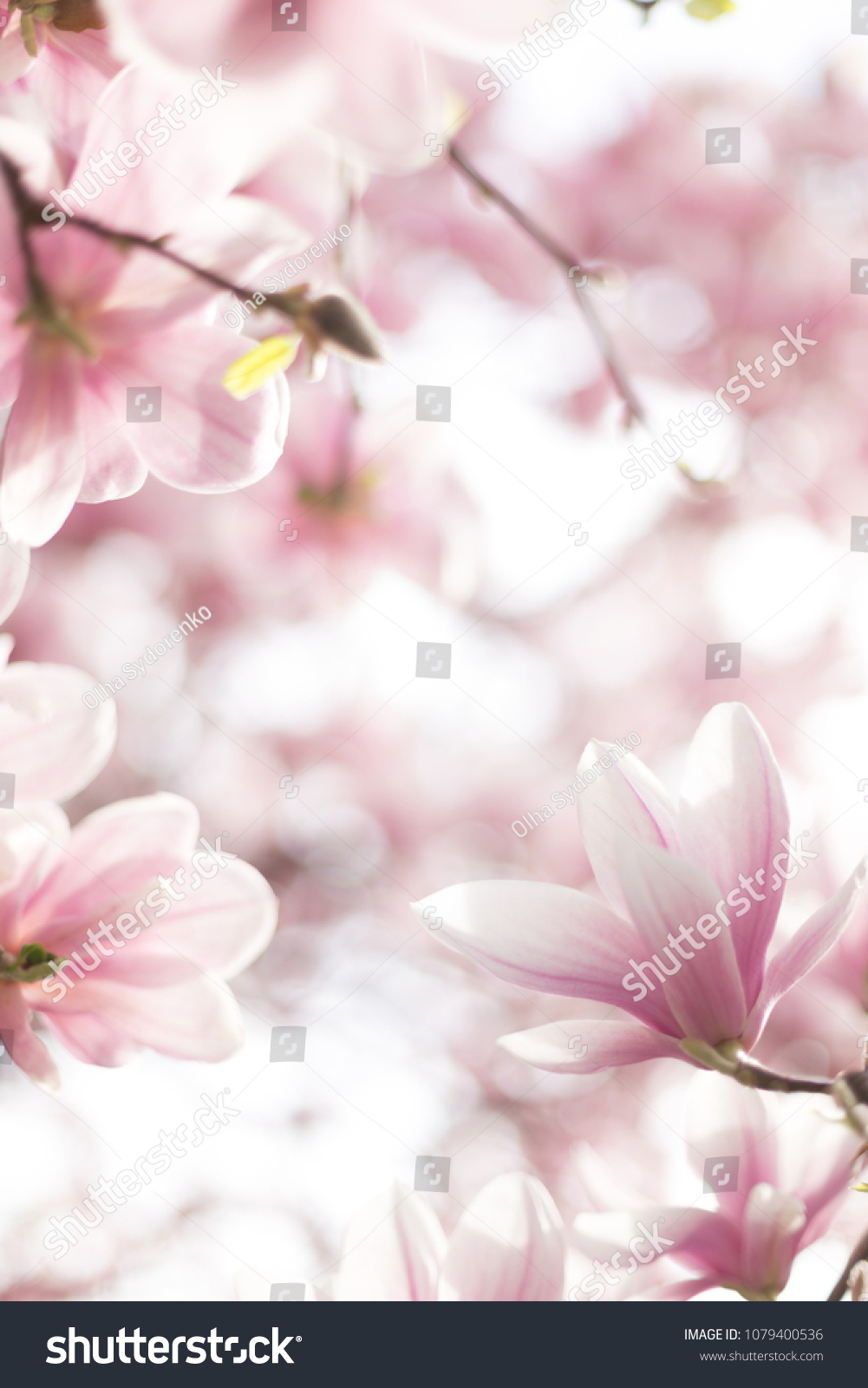 Pink magnolia blossom. Beautiful spring outdoor scene