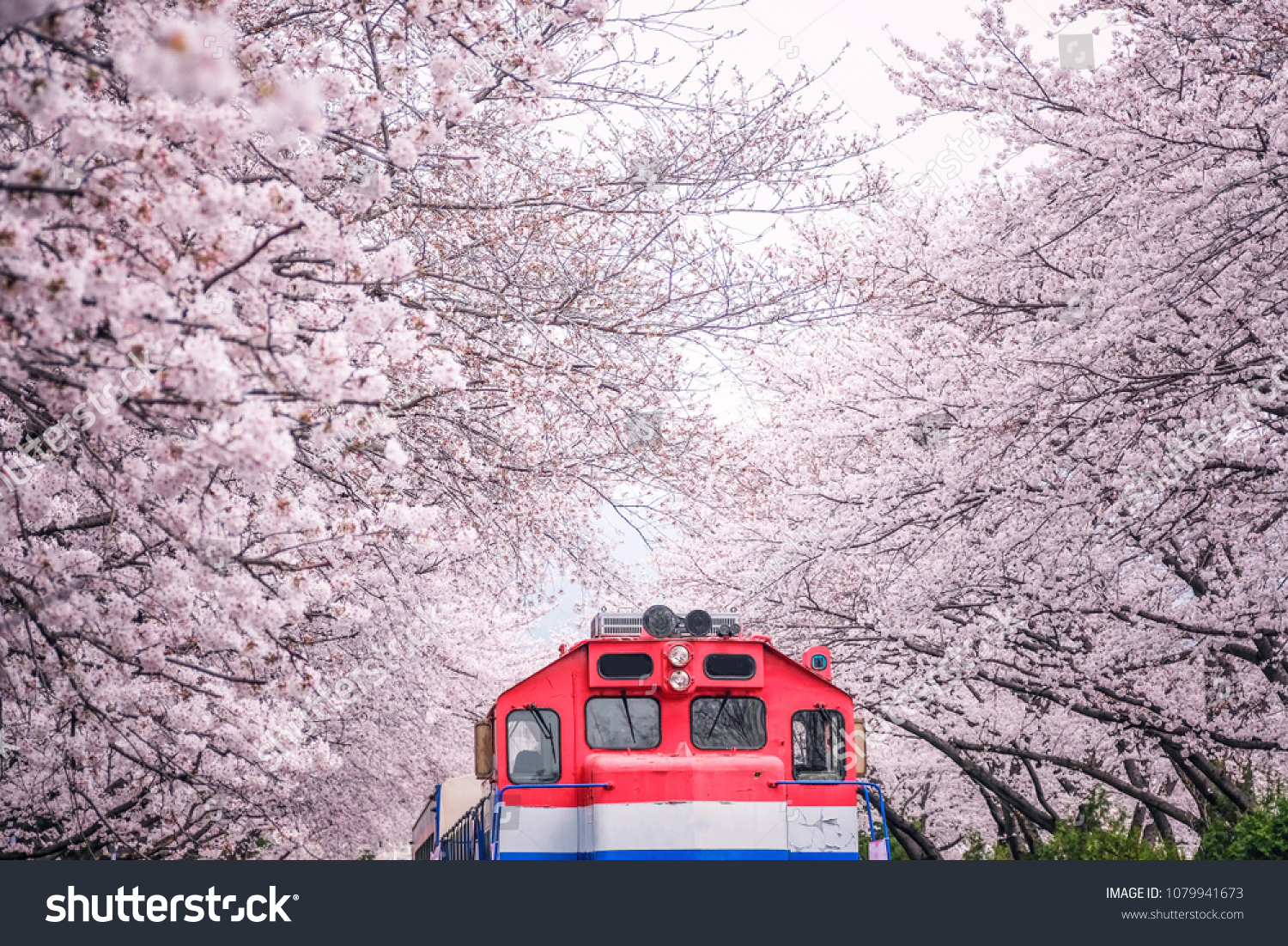 Busan train between raw of cherry blossom in Jinhae  Jinhae Gunhangje Festival in Korea  Gyeonghwa Railway Station  South Korea