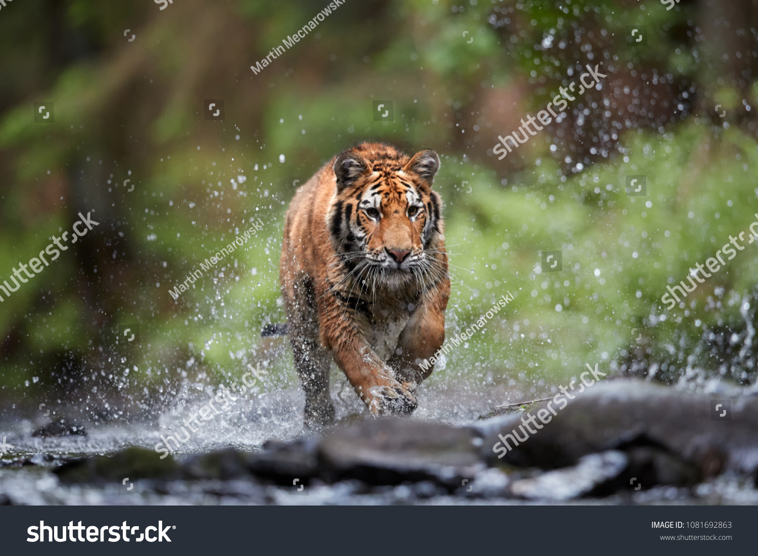 Siberian tiger  Panthera tigris altaica  low angle photo in direct view  running in the water directly at camera with water splashing around. Attacking predator in action. Tiger in taiga environment.