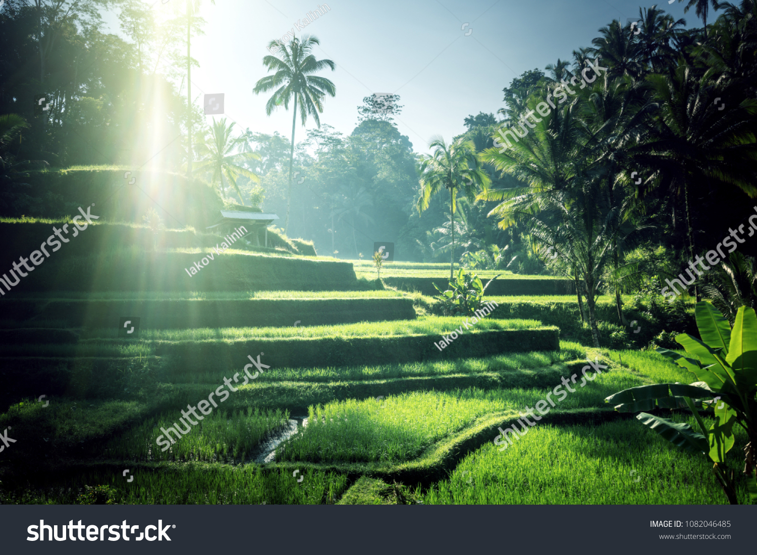 Tegalalang rice terrace  Bali  Indonesia