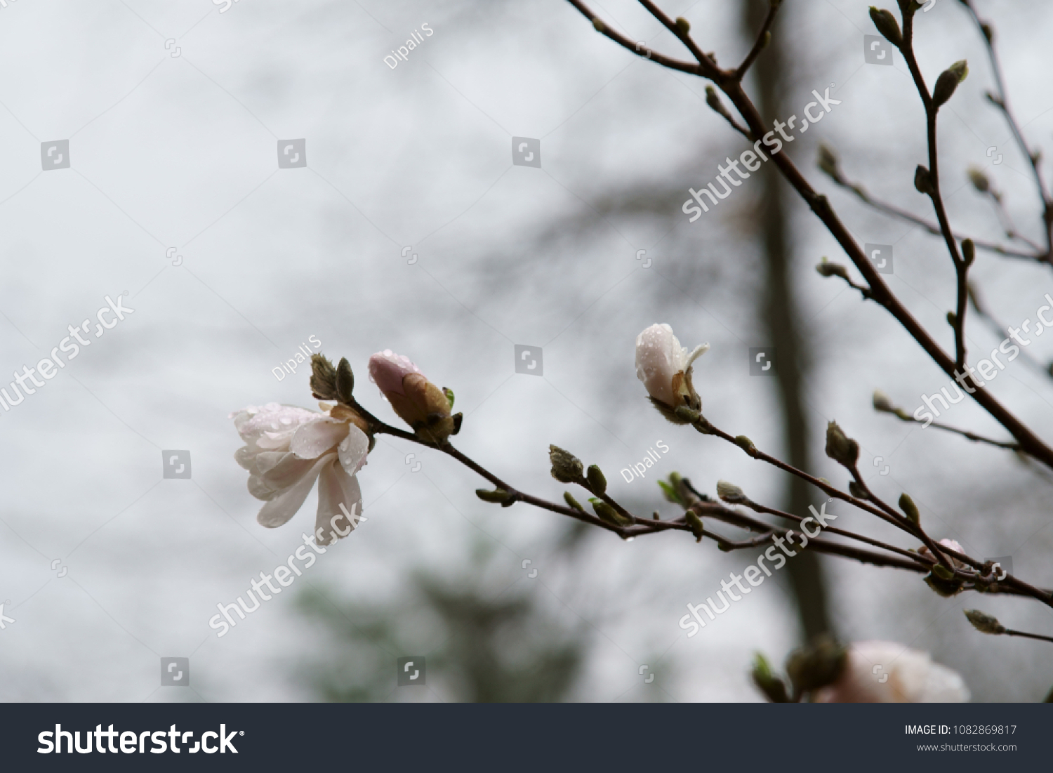 Magnolia flower in bloom in the Spring season in rain.
