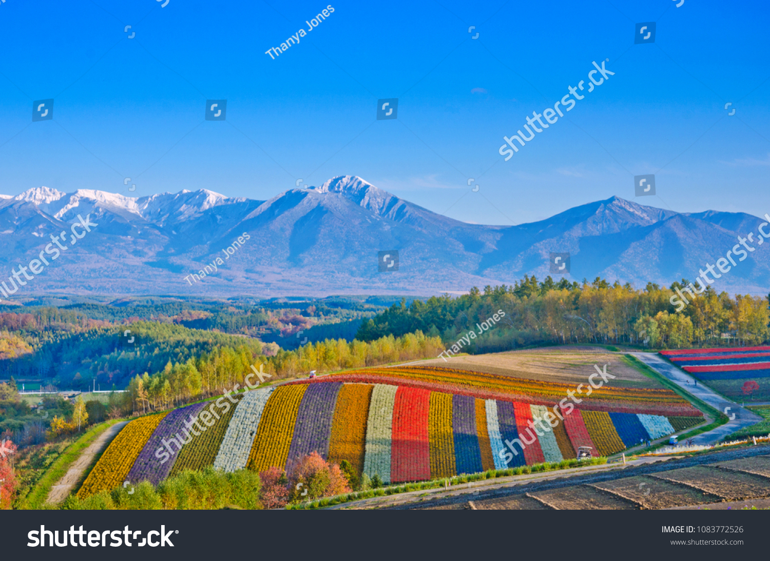 Panoramic Flower Gardens Shikisai hill in Biei  Japan.