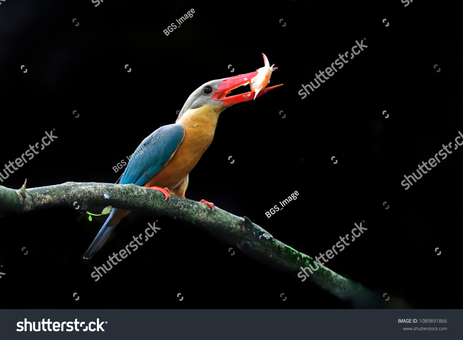  Stork-billed Kingfisher in nature