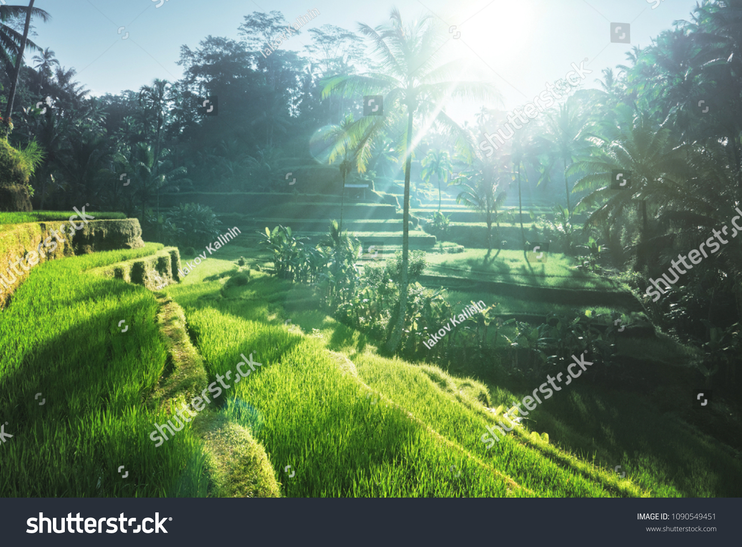 Tegalalang rice plantation terrace  Bali  Indonesia. 