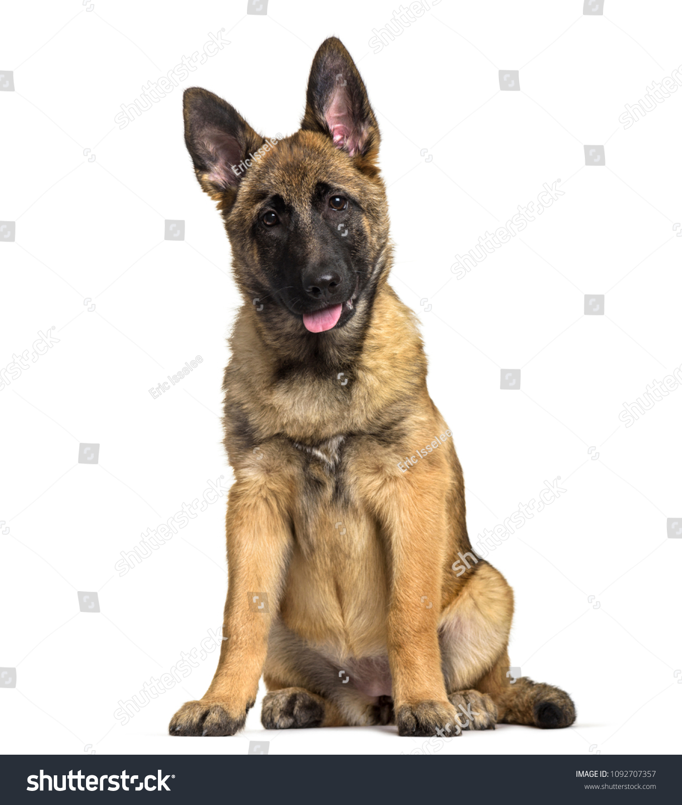 belgianshepherddog4monthsoldsittingagainstwhitebackground