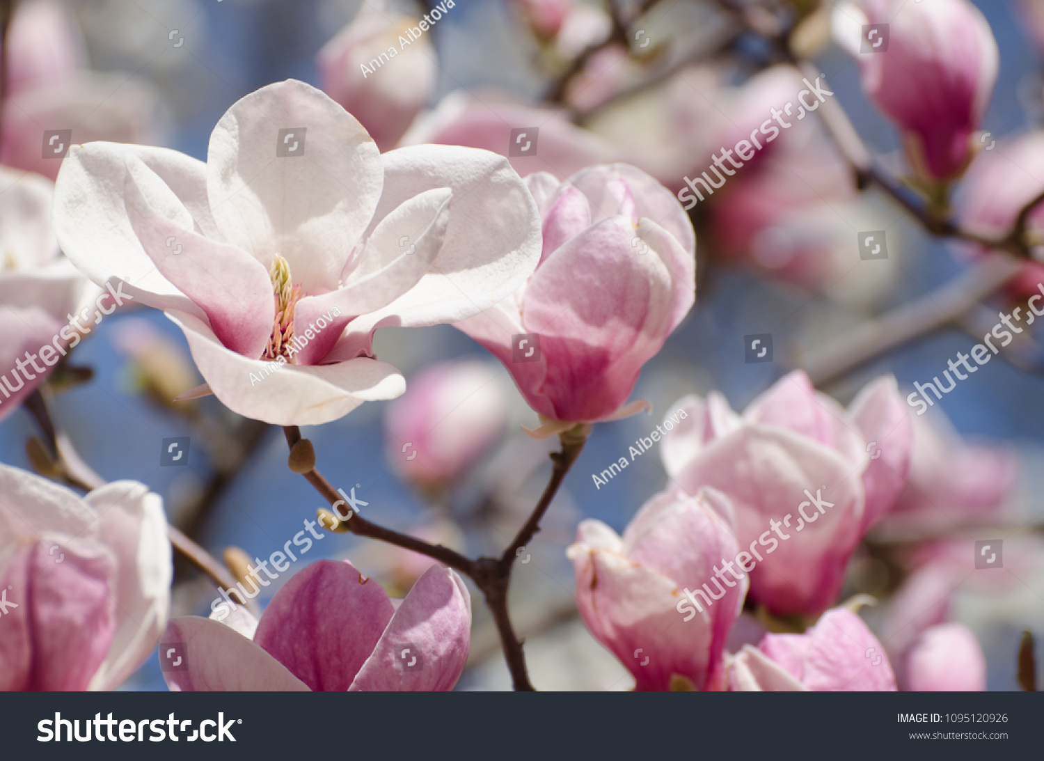 Beautiful magnolia tree blossoms in springtime. Bright magnolia flower against blue sky. Romantic floral background.