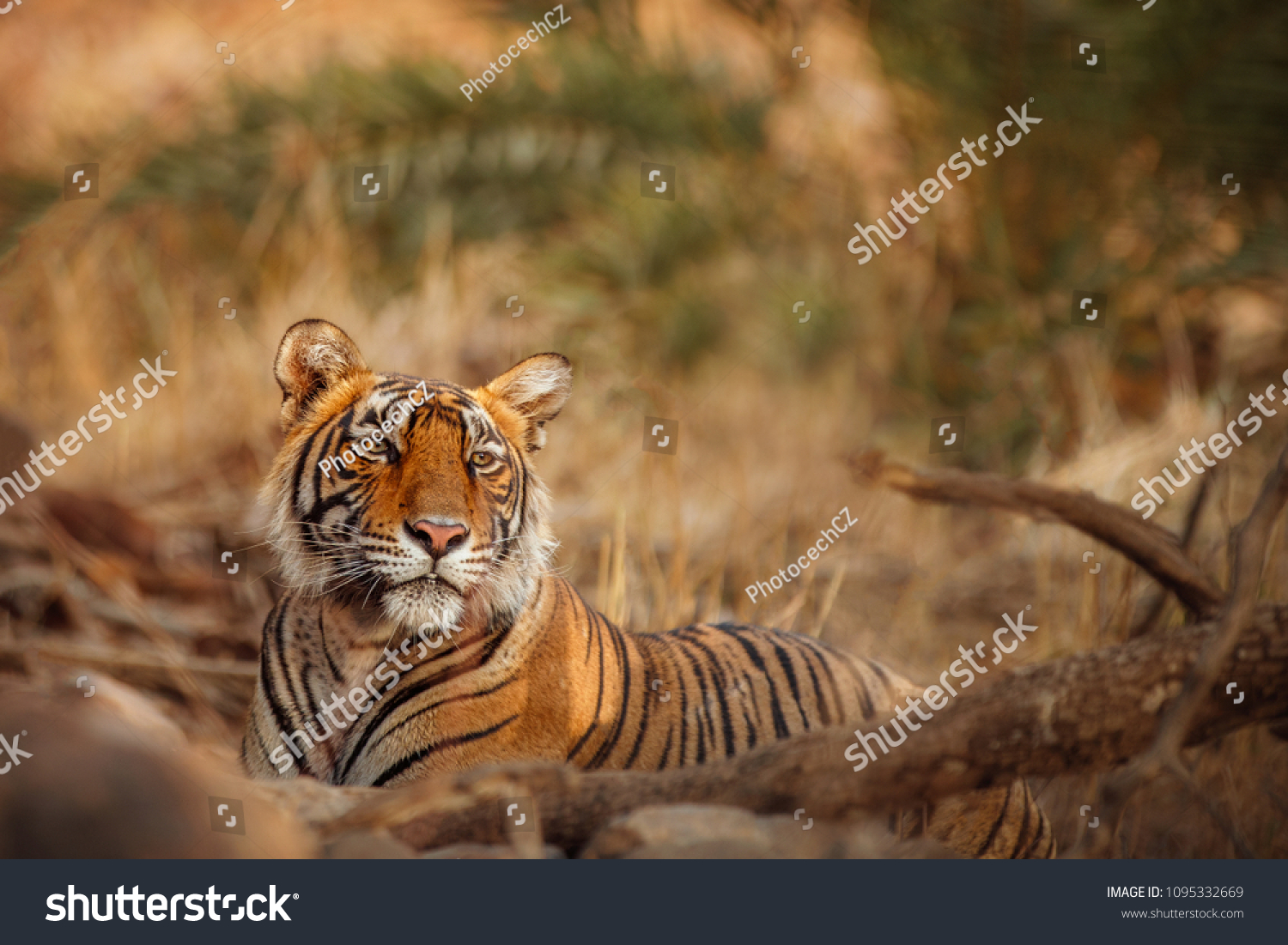 Beautiful tigress in the nature habitat. Tiger rest during the golden light time. Wildlife scene with danger animal. Hot summer in India. Dry area with beautiful indian tiger Panthera tigris