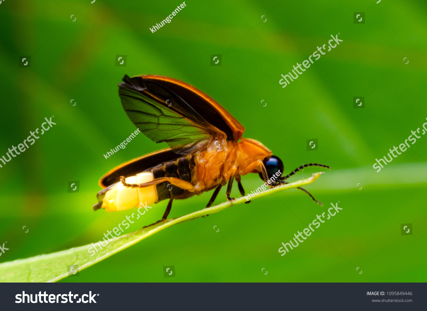 Super macro close up firefly