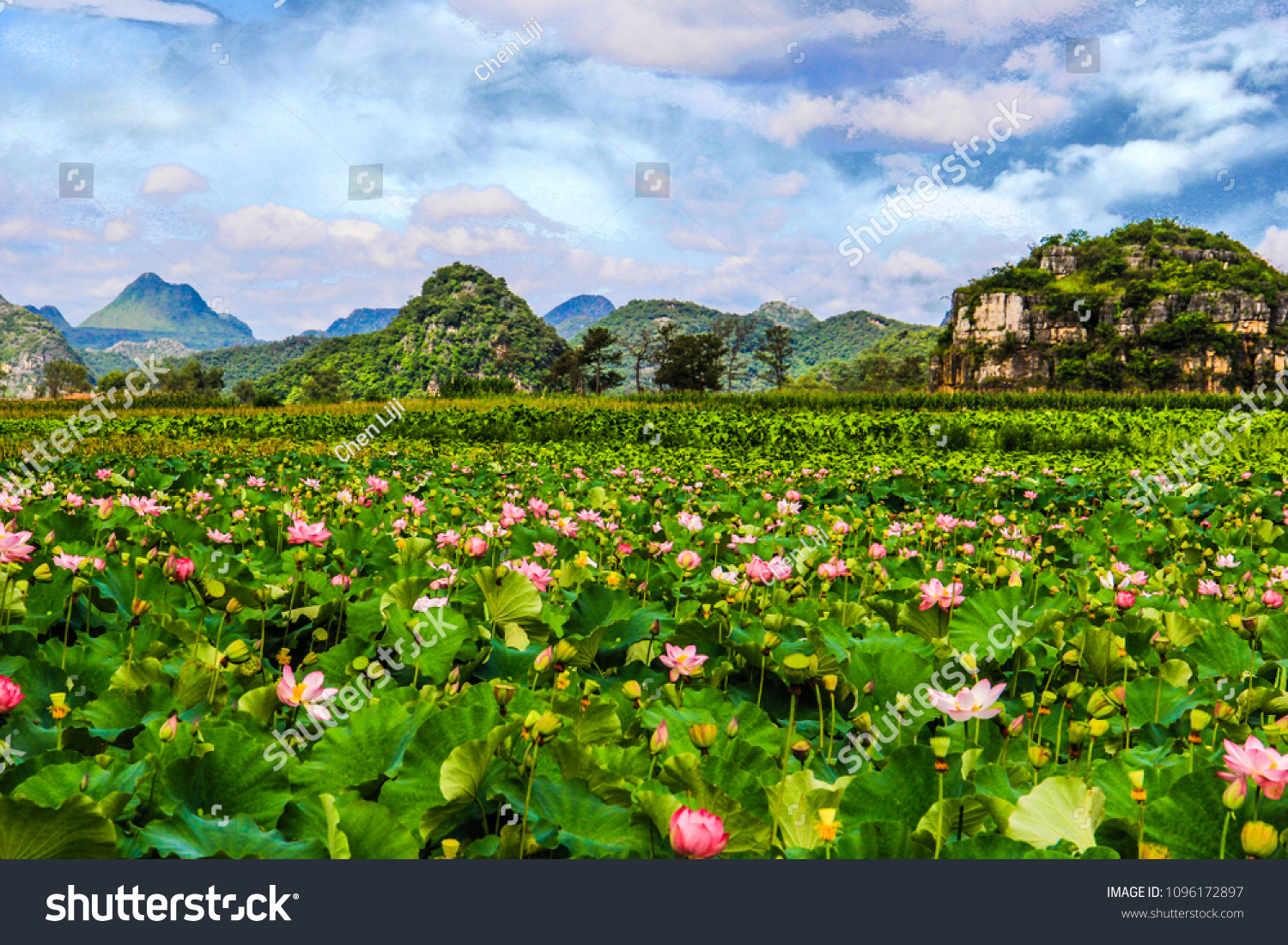 China Yunnan PuZheHei Lotus Pond
Photographed in August 2017