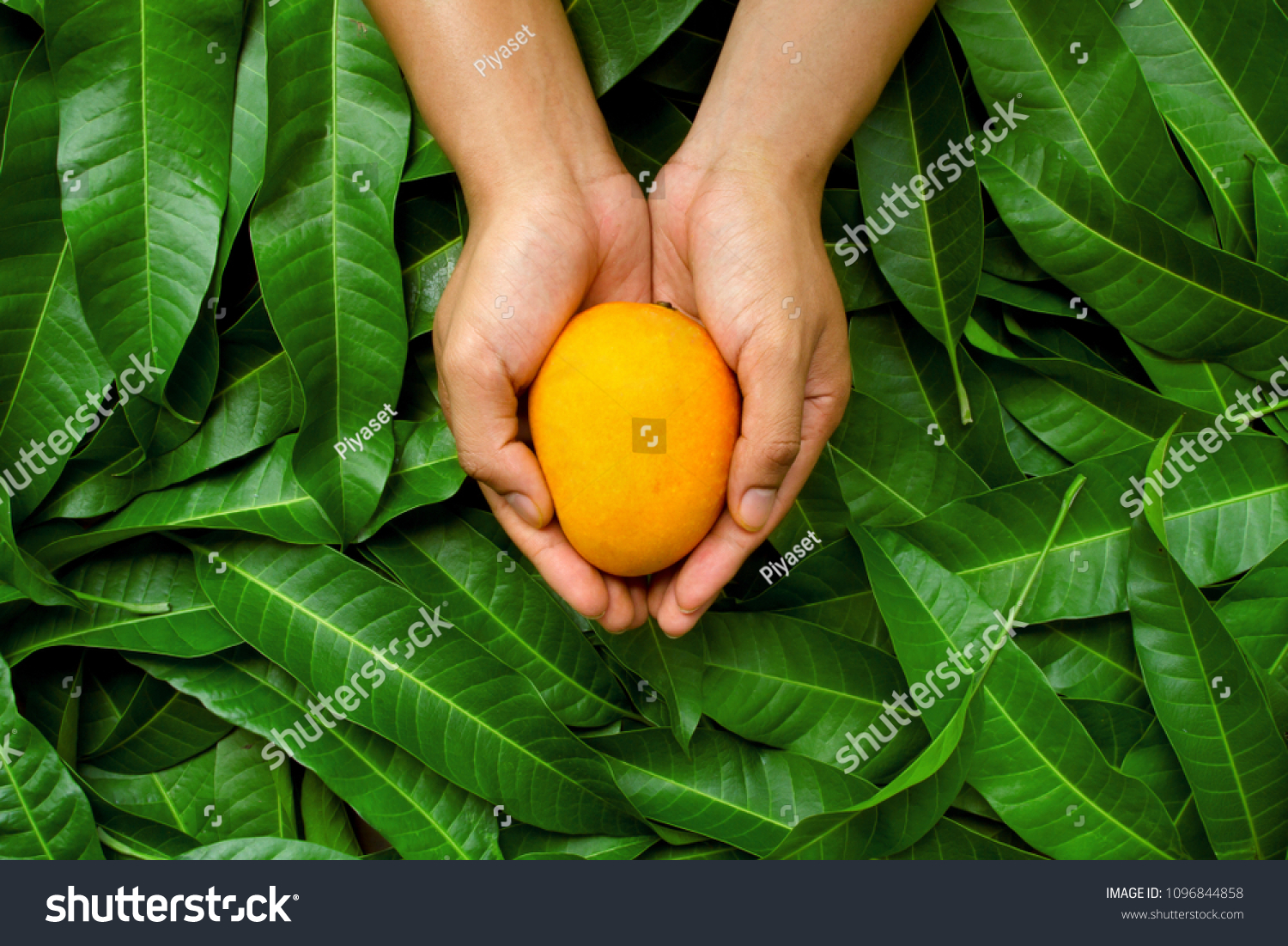 Mango fruit on cupped hand of farmer with green leaf background. organic product of fruit harvest with care and direct delivery to customer by heart.