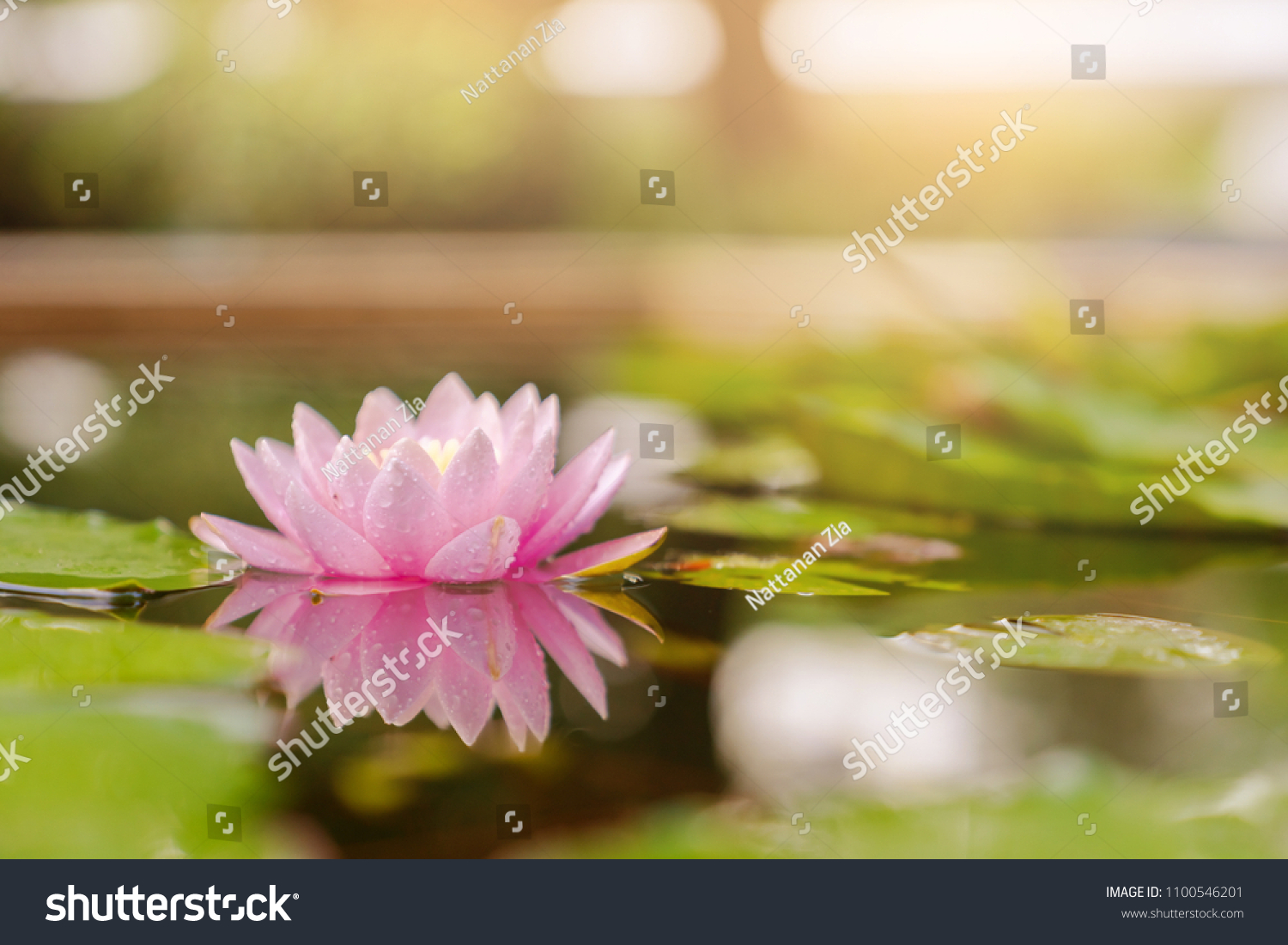 beautiful lotus flower on the water after rain in garden.