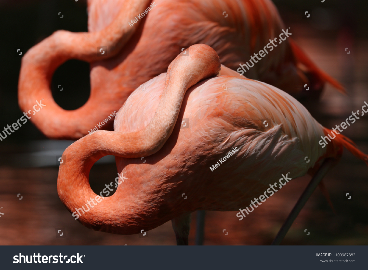 The Caribbean Flamingo