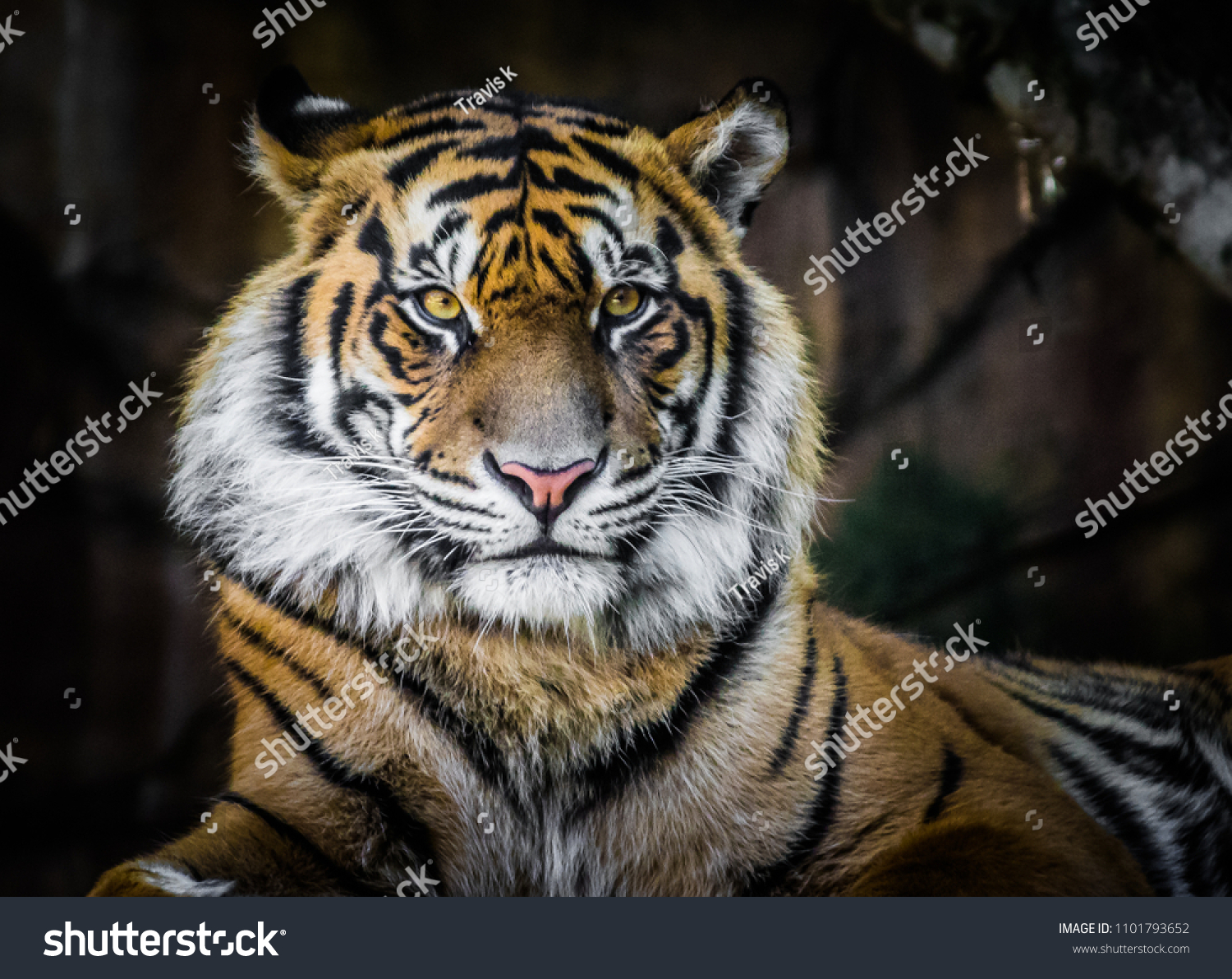 tiger in portrait