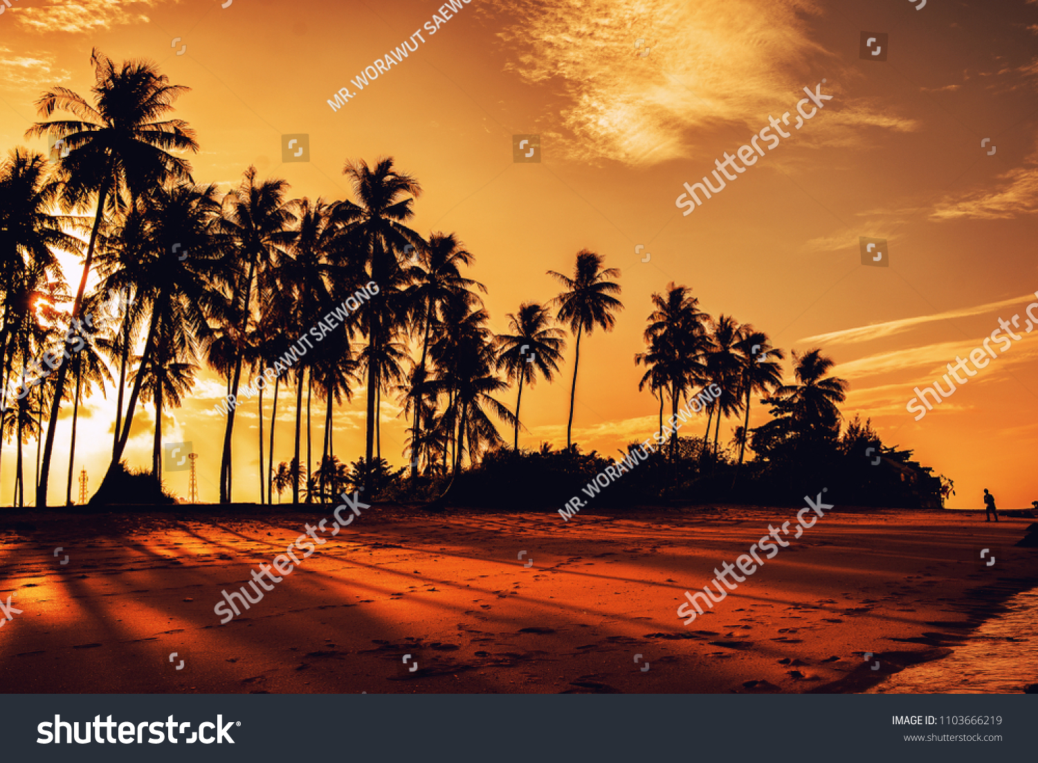 Silhouetted of coconut palm tree tropical beach summer at vivid sunset time.