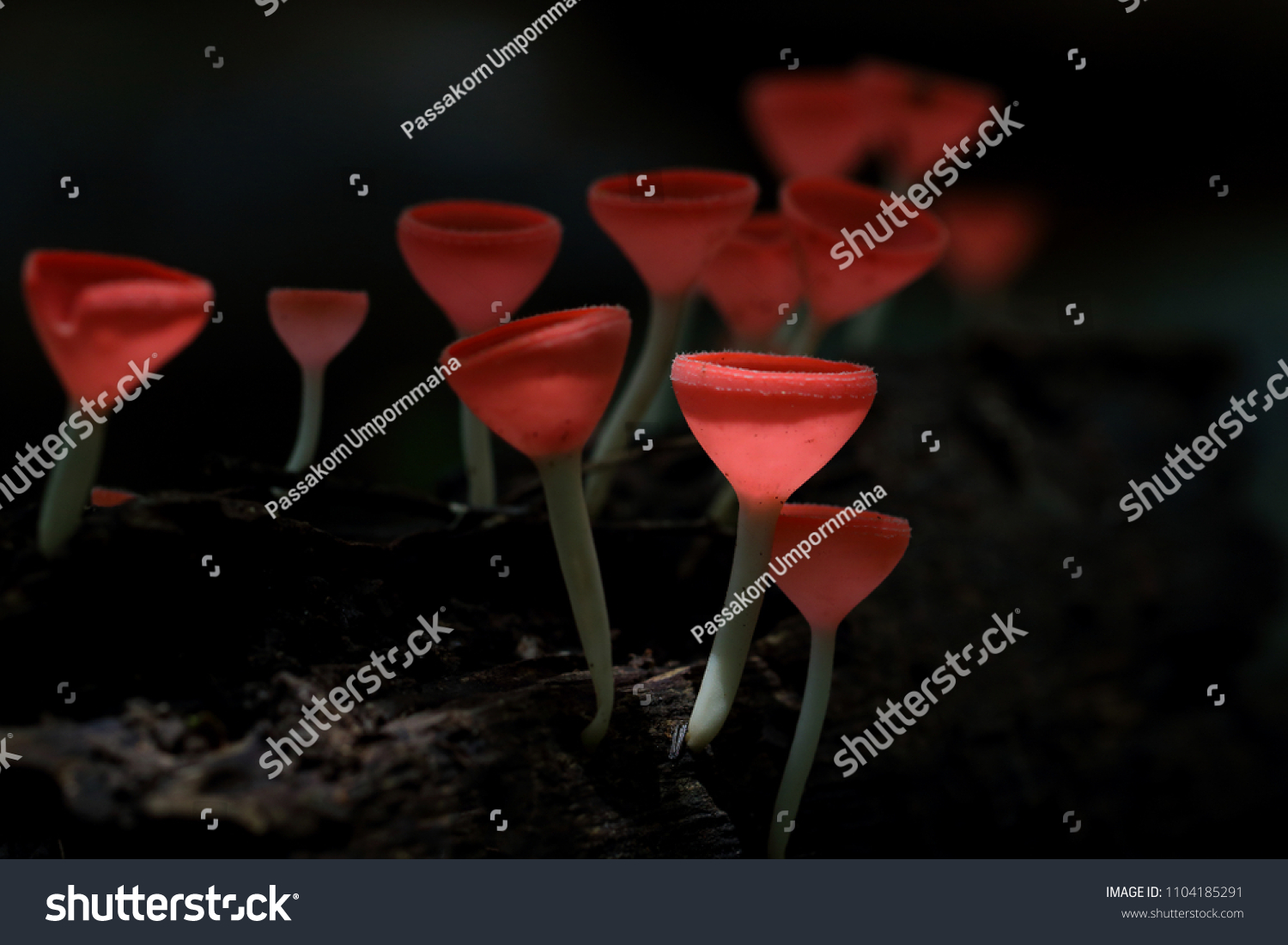 Champagne mushroom  red mushroom in rain forest