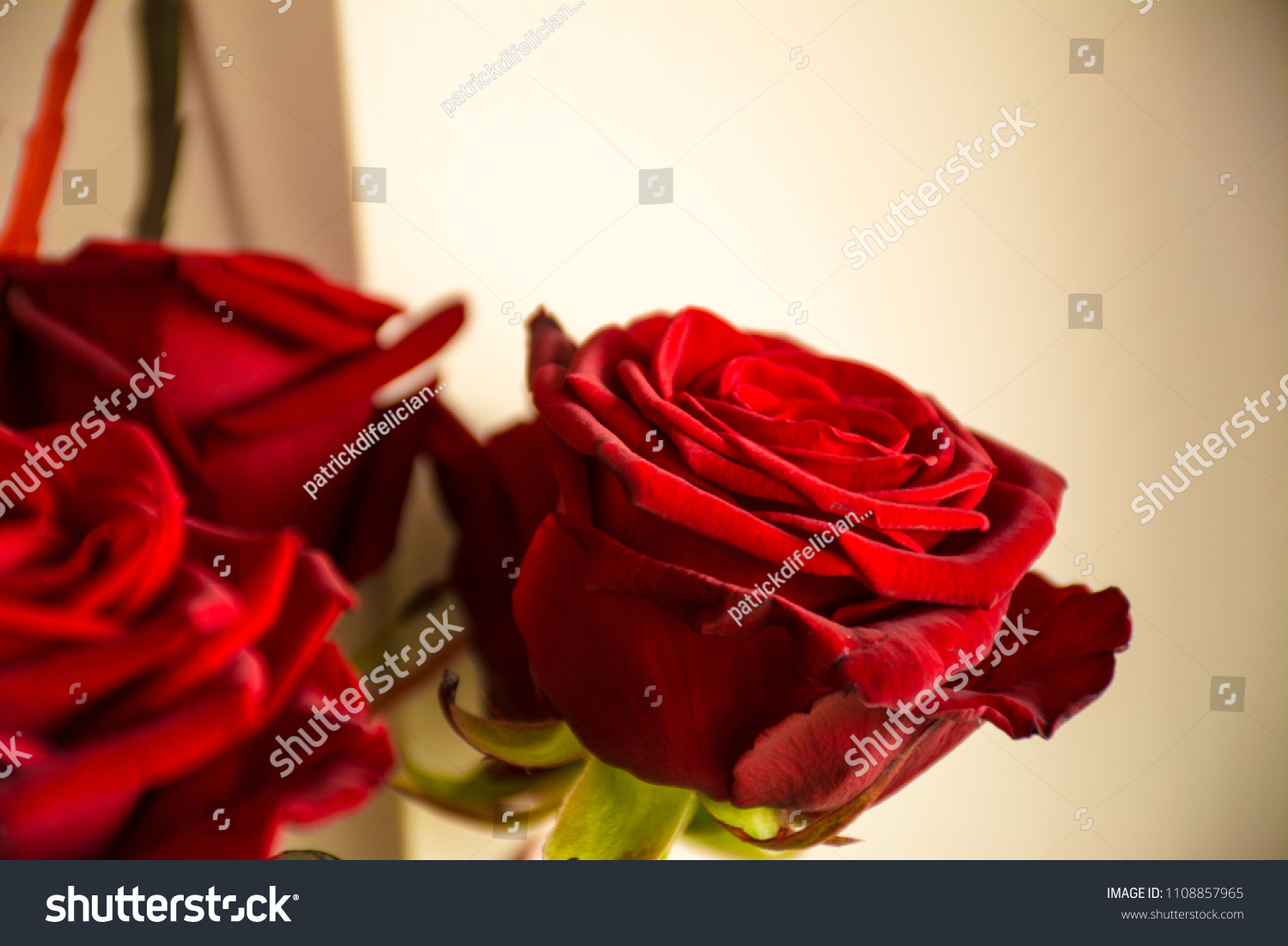 The Flower Color of the spring