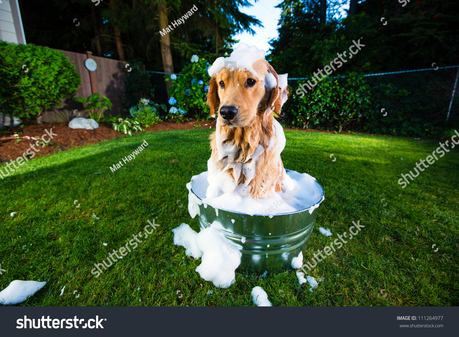 Bath time for a Golden Retriever Dog