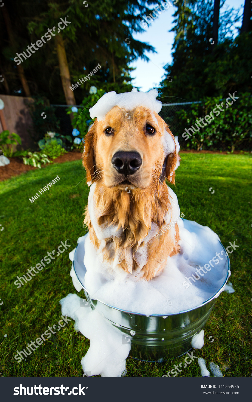 Bath time for a Golden Retriever Dog
