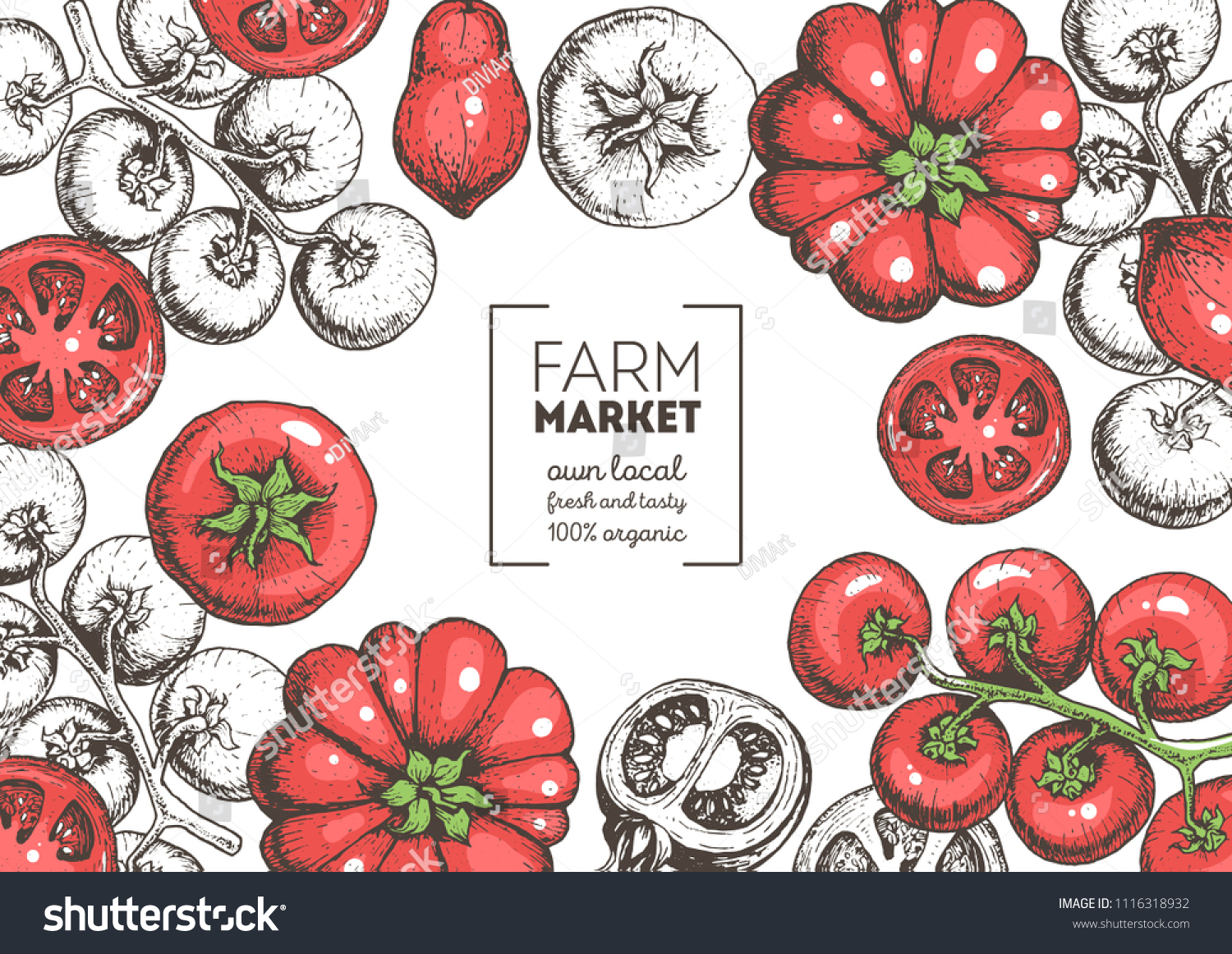 Tomatoes hand drawn illustration. Organic food design template. Colored vector illustration. Healthy food frame. Farm market concept. Tomato vegetable.