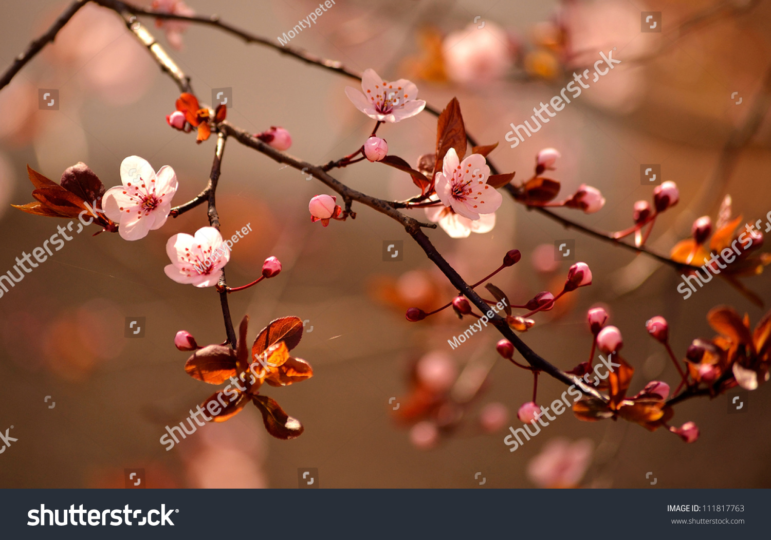 Beautiful flowering Japanese cherry - Sakura.
Background with flowers on a spring day.