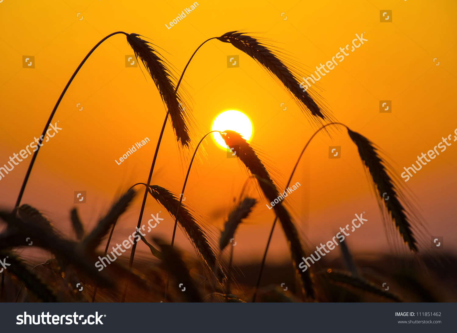  A field of ripe rye against the rising sun.