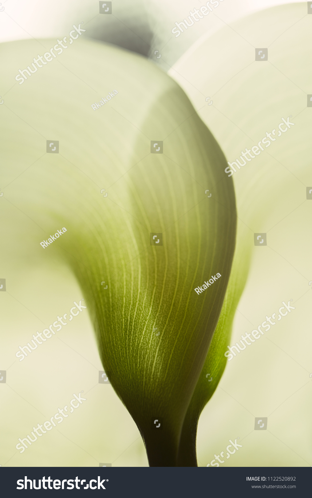 Calla lily extreme close up texture of the plant spathe from outside. Botanical concepts macro photography shot in studio. Texture of a beautiful calla lily - Fragility concept.