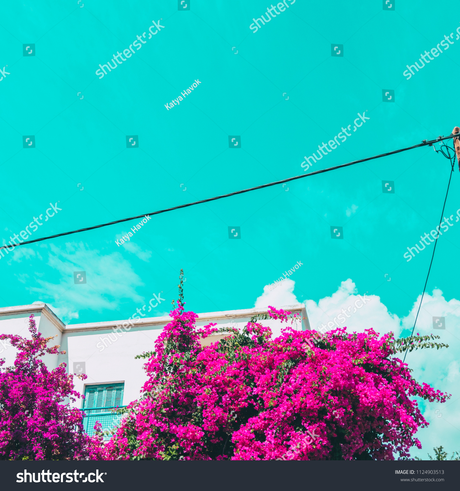 rose flower bushes and a hotel. minimal summer vacation