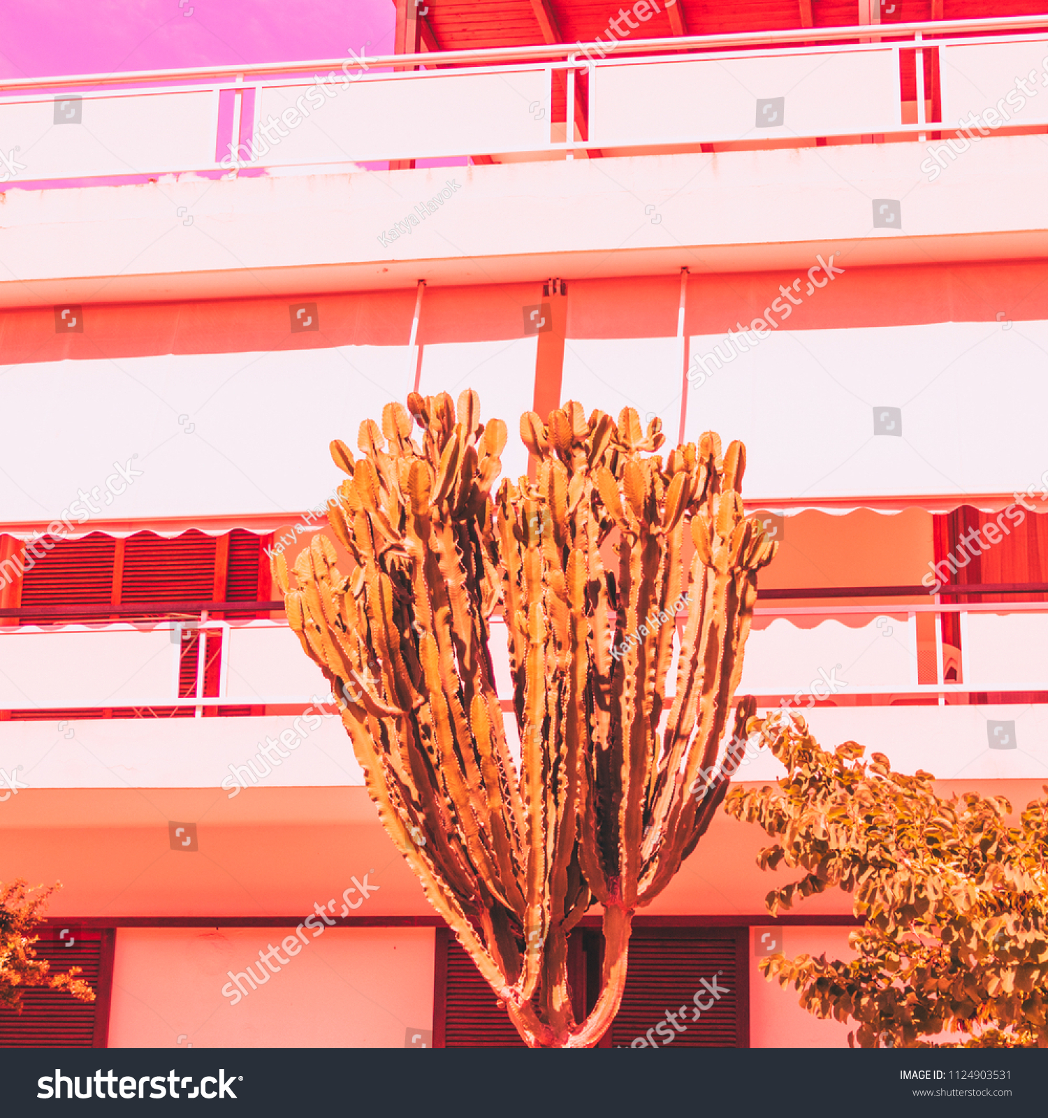 cactus and hotel. orange style. minimal and surrealism