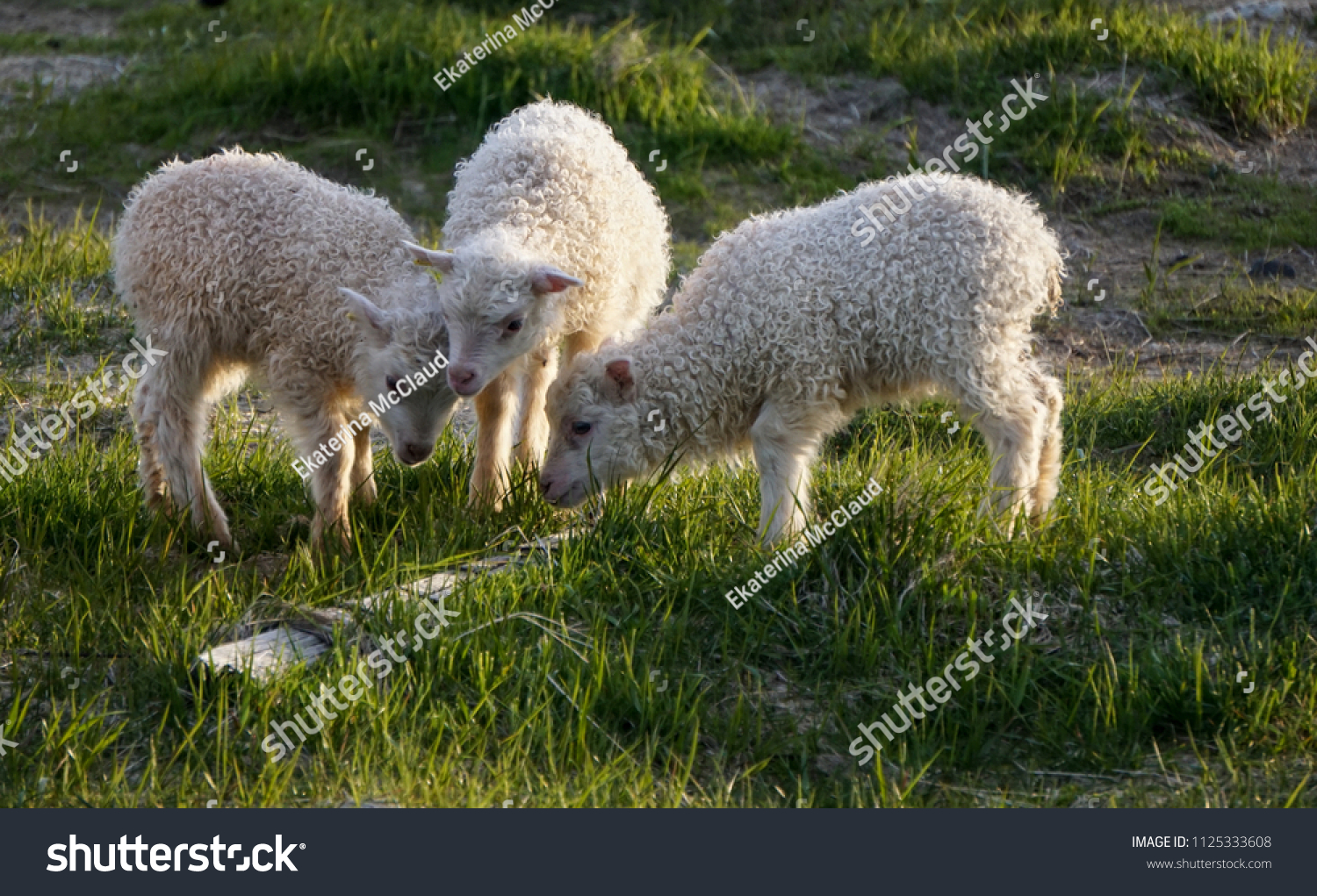 Three cute lambs in Hofn  Iceland
