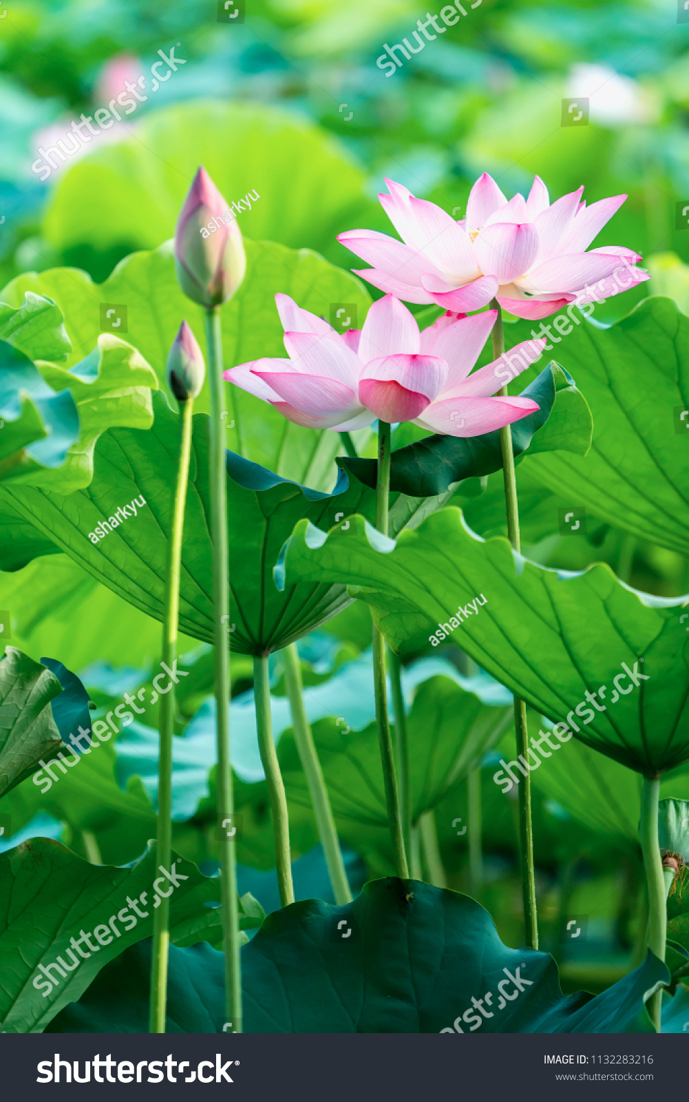 Blooming lotus or waterlilly flower in the pond