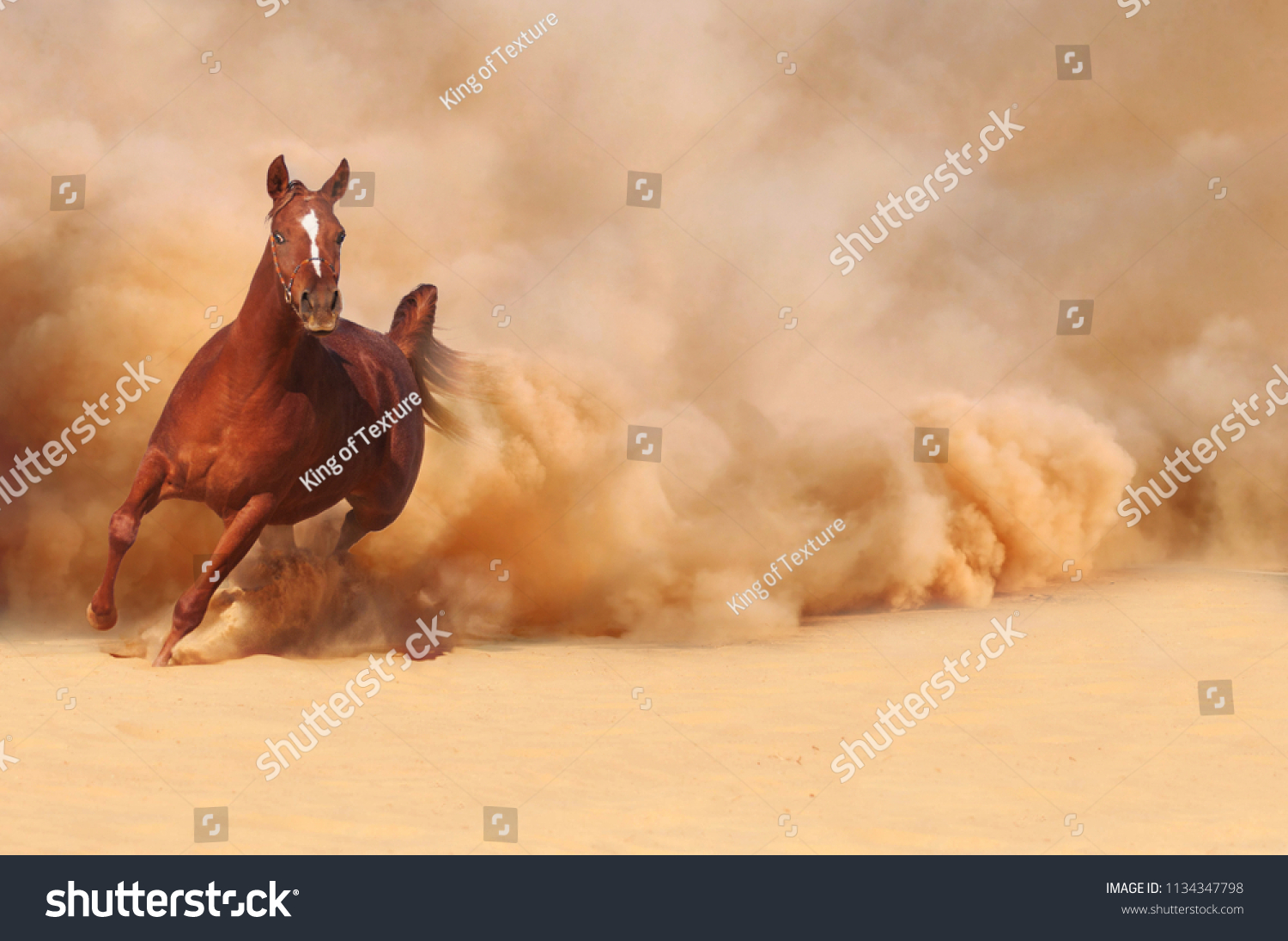horse running in desert