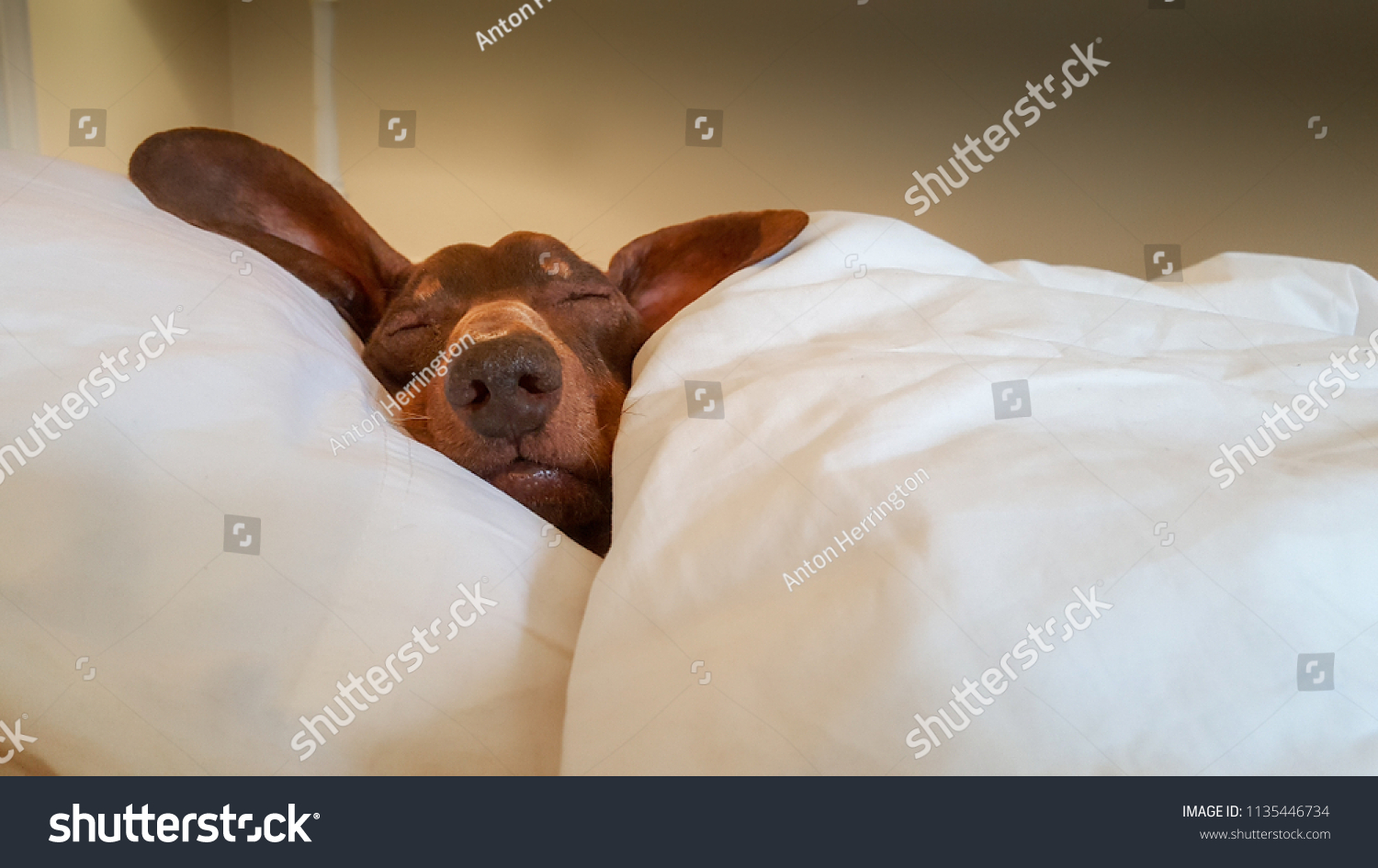 Dachshund snuggled up and asleep in human bed.